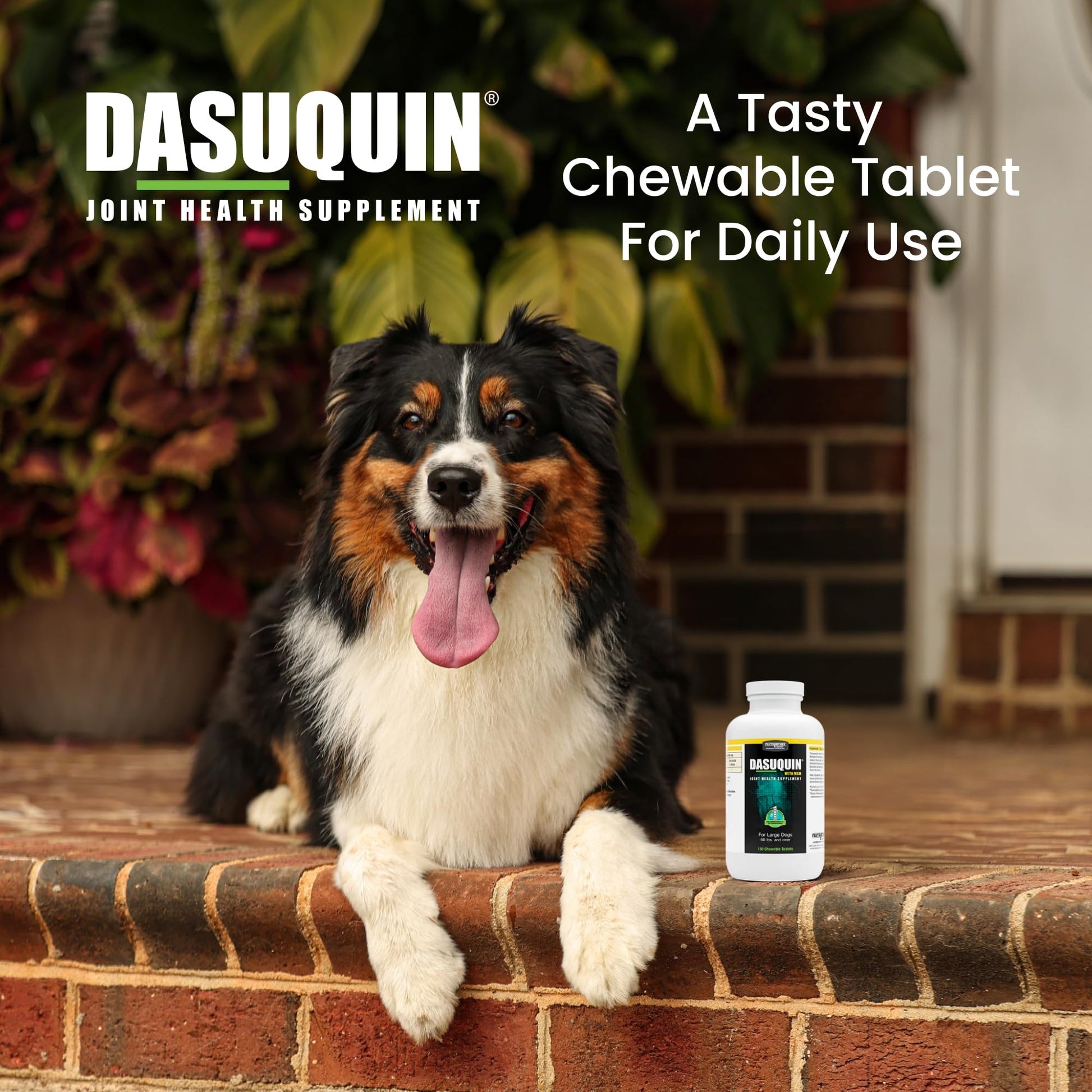 Nutramax Dasuquin for Large Dogs, Joint Health Supplement, Contains Glucosamine for Dogs, Plus Chondroitin, ASU, MSM and More, Supports Healthy Joints, Chewable Tablets, 150 Count Nutramax Laboratories buy supplements canada