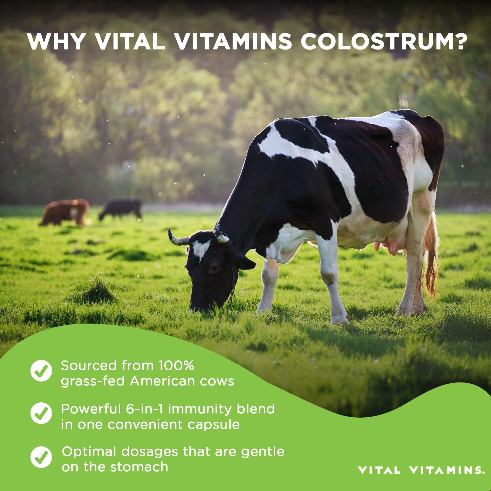 Vital Vitamins Colostrum Supplement - Vitamin C, Zinc, & Selenium - from First Milking - Standardized to Contain 10% IgG Immunoglobulins - Grass-Fed American Cows - 60 Capsules Vital Vitamins buy supplements canada