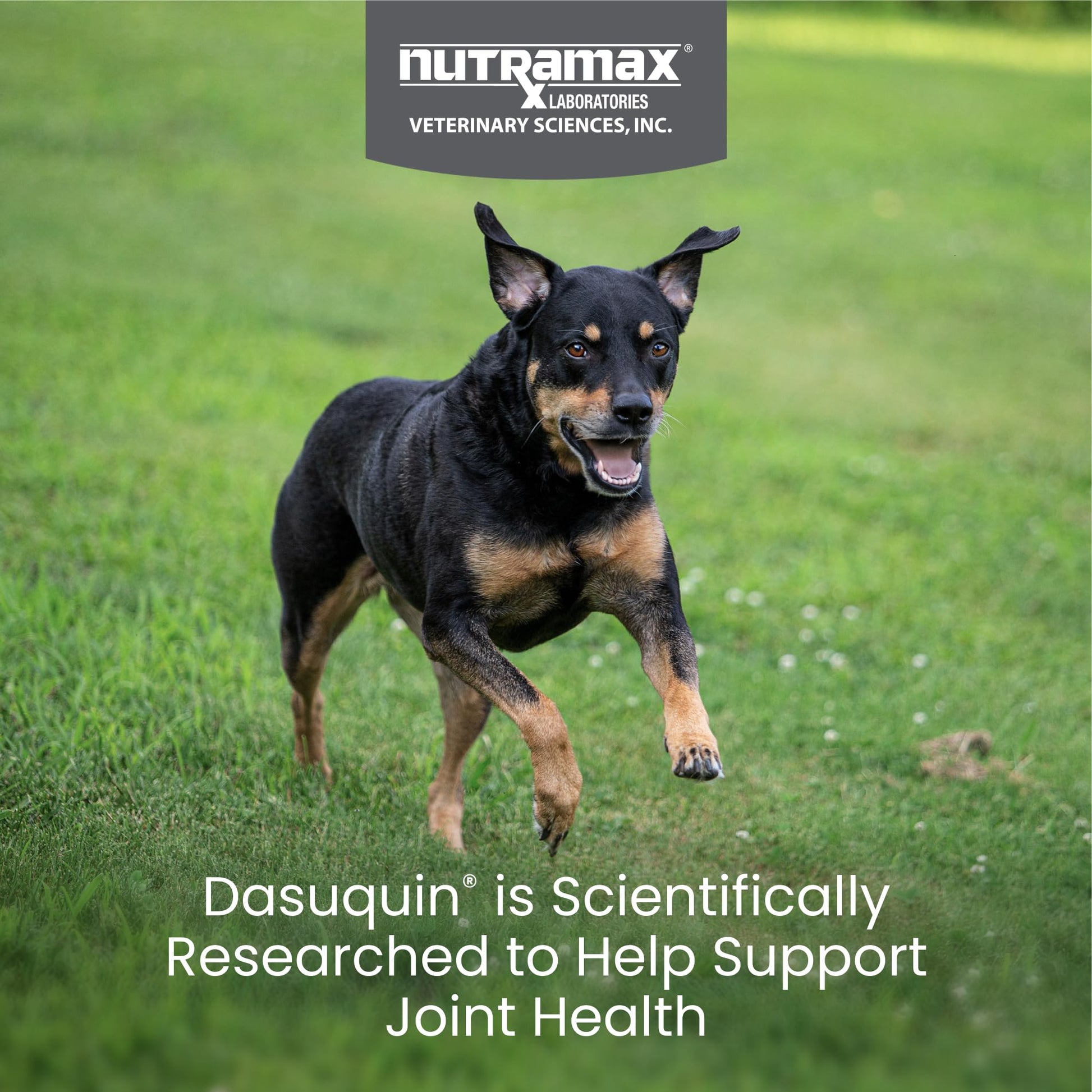 Nutramax Dasuquin for Small to Medium Dogs, Joint Health Supplement, Contains Glucosamine for Dogs, Plus Chondroitin, ASU and More, Supports Healthy Joints, Chewable Tablets, 150 Count Nutramax Laboratories buy supplements canada
