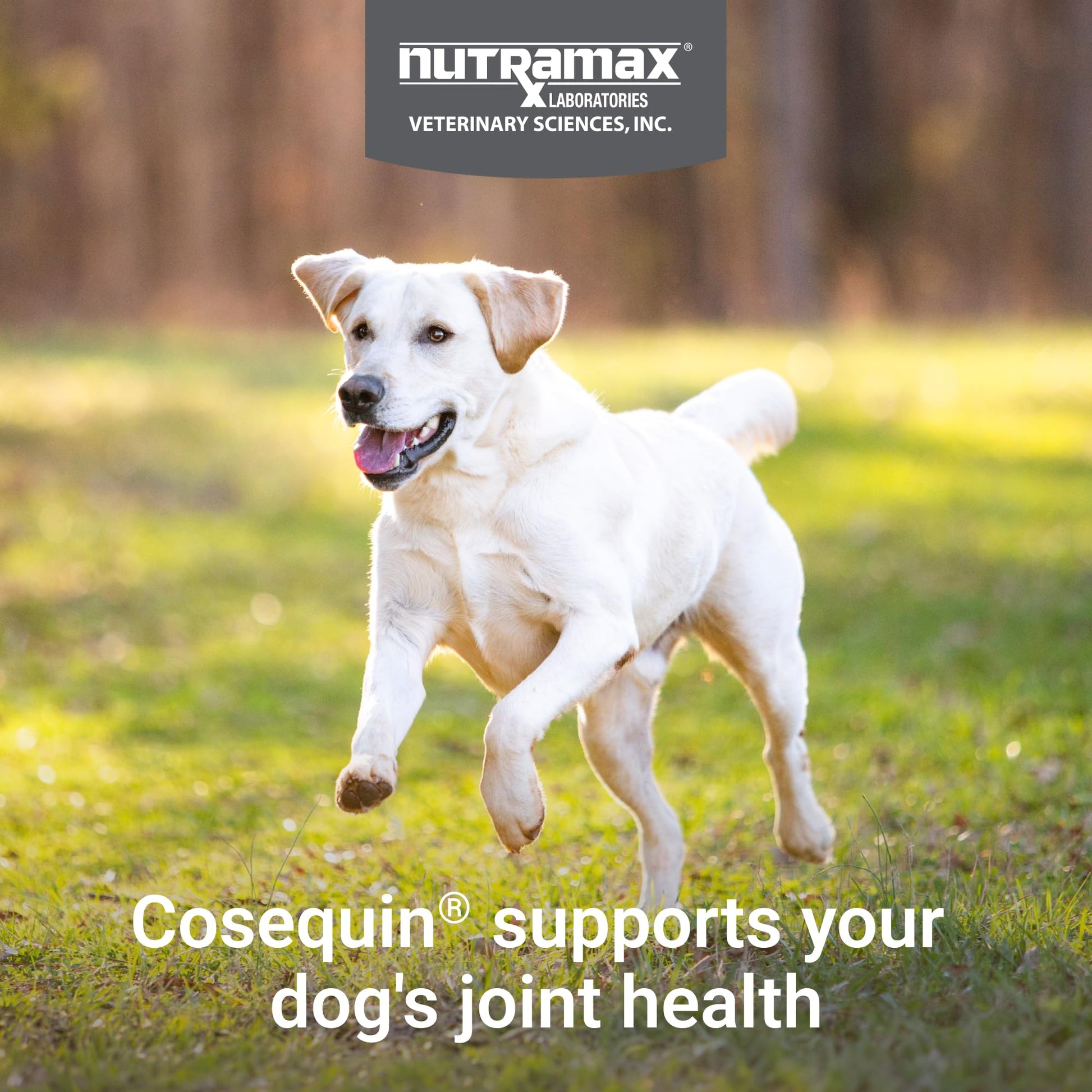 Nutramax Cosequin for Dogs Joint Health Supplement, Contains Glucosamine for Dogs, Plus Chondroitin, MSM and HA, Supports Healthy Joints, Chewable Tablets, 75 Count Nutramax Laboratories buy supplements canada