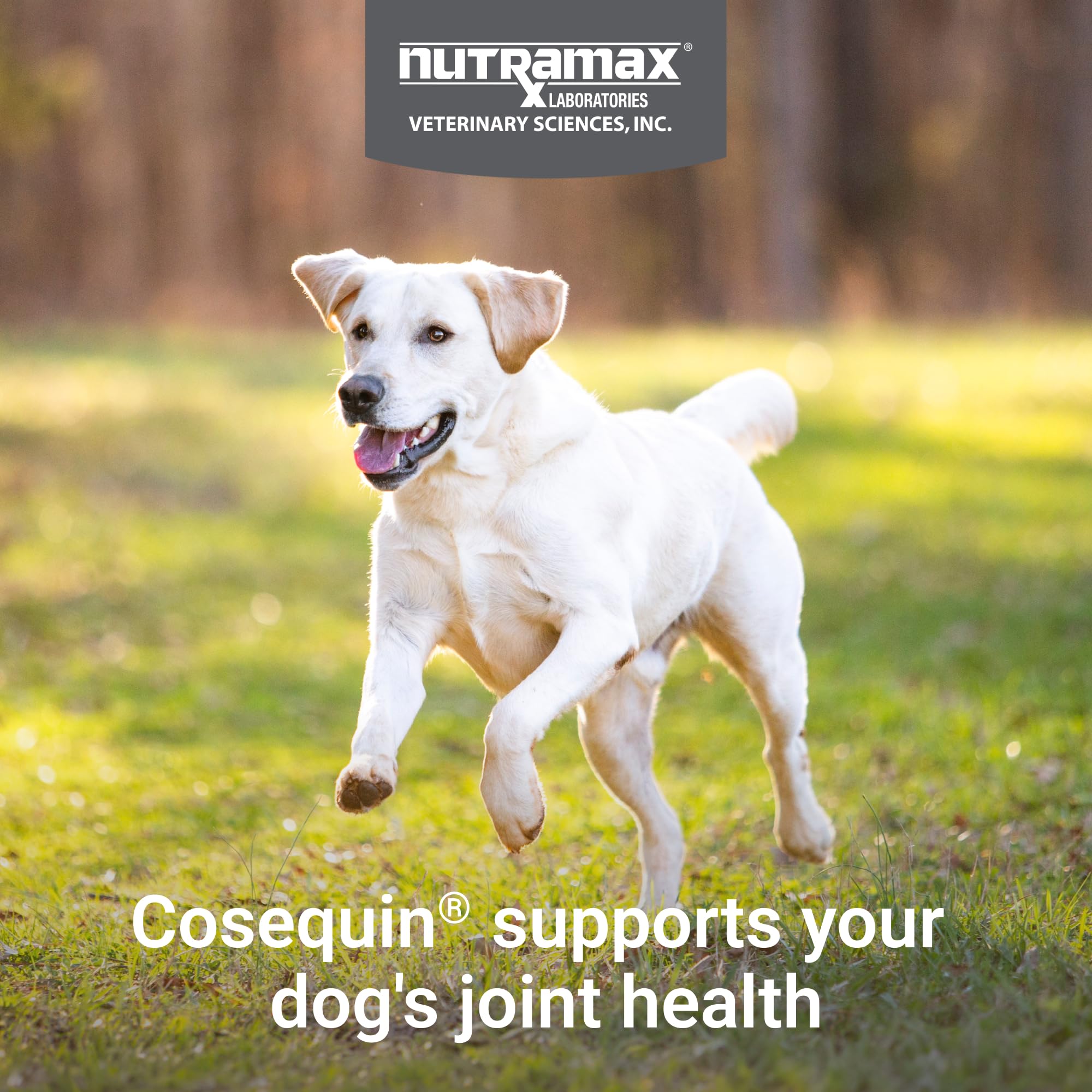 Nutramax Cosequin for Dogs Joint Health Supplement, Contains Glucosamine for Dogs, Plus Chondroitin, MSM and HA, Supports Healthy Joints, Chewable Tablets, 75 Count Nutramax Laboratories buy supplements canada