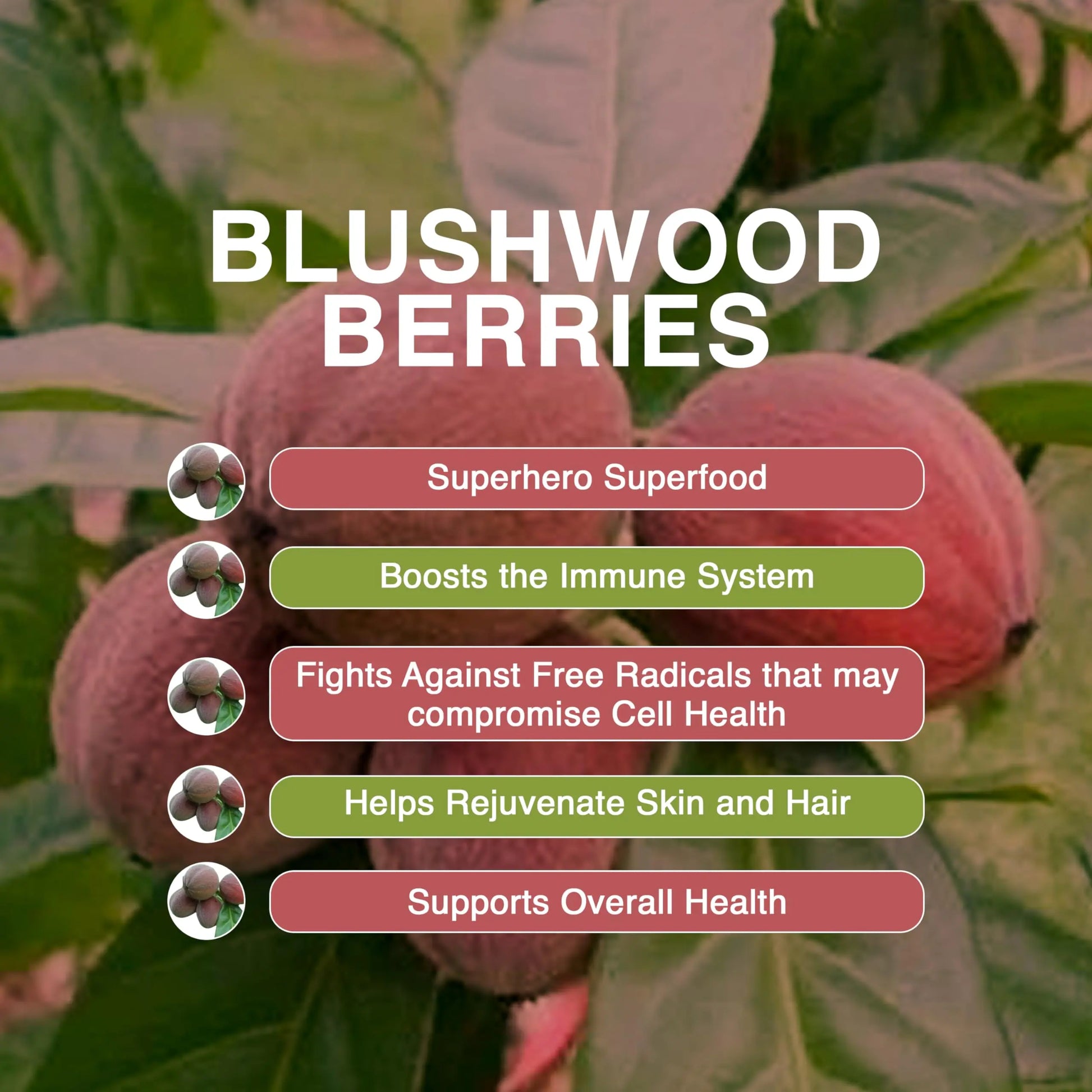 Aussie Pure Blushwood Berry Superfruit Daily Cell Defense - Soursop - Kakadu Plum - Pomegranate - Blueberry - Immune and Cell Support Powder - All Ages - Lab Tested and Authenticated - 180g/6.4oz Aussie Pure buy supplements canada