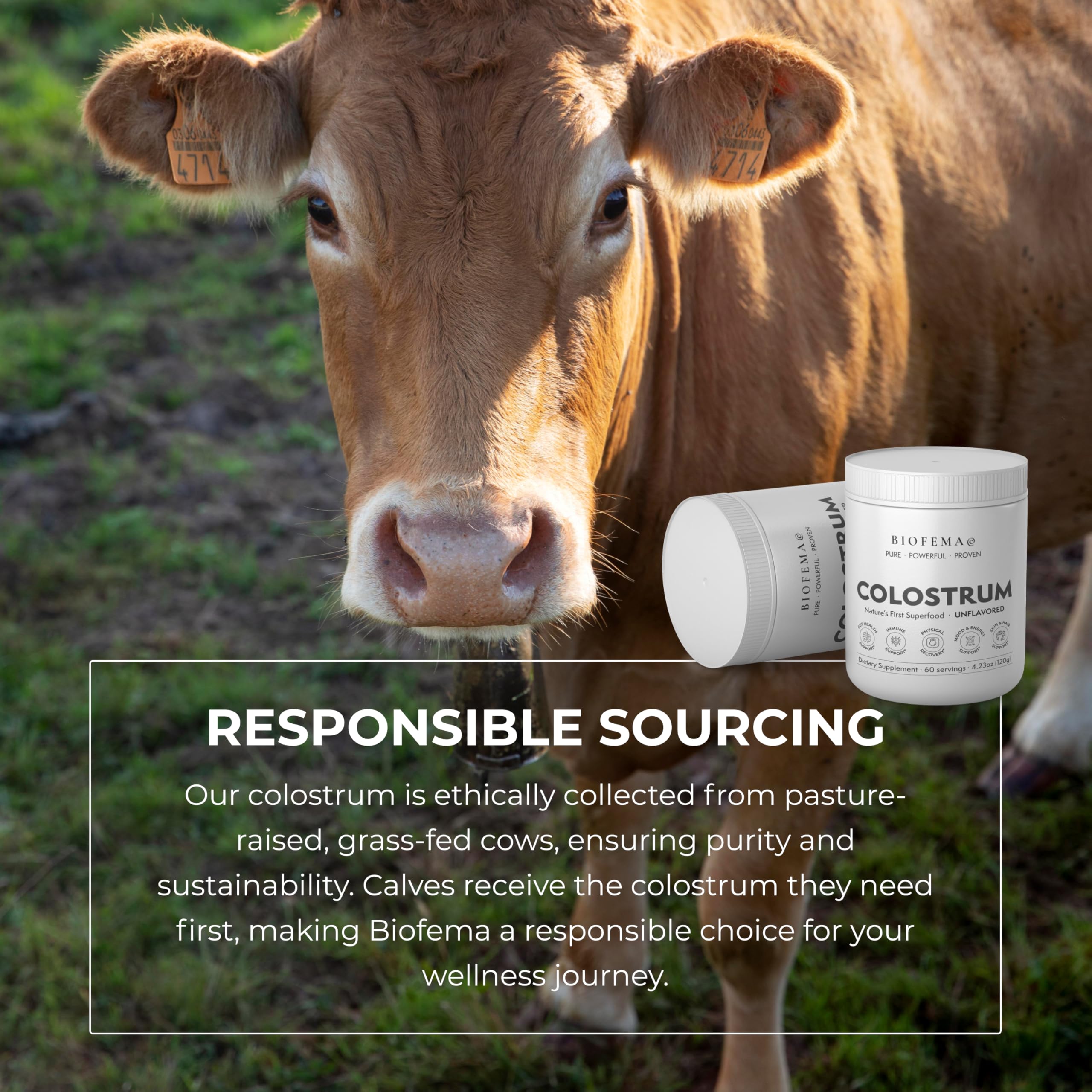 BIOFEMA Bovine Colostrum Supplement - Natures Superfood – First Milk Powder Magic for Gut Health, Immune Support, Physical Recovery, Skin, Hair & Nail Health BIOFEMA buy supplements canada