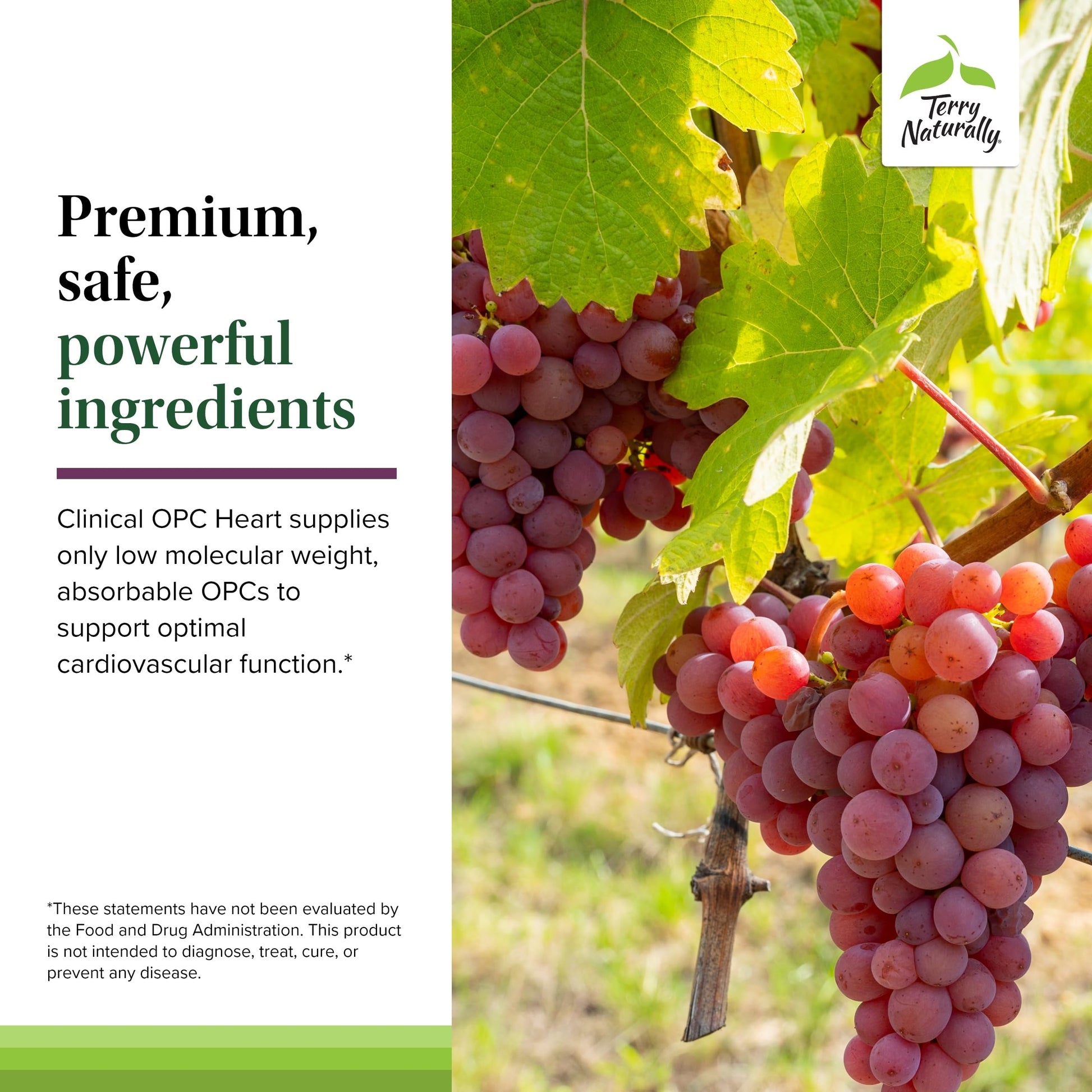 Terry Naturally Clinical OPC Heart - Heart Health Supplement with Magnesium, Vitamin B6, Grape Seed Extract - Dietary Supplement for Artery Health & Circulation - 60 Capsules Terry Naturally buy supplements canada