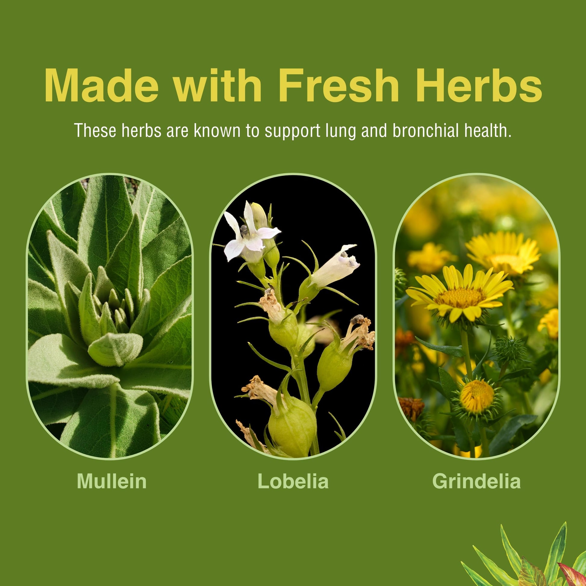 Herbs Etc. Lung Tonic - Lung Supplement for Bronchial Support - Healthy Breathing Support with Mullein, Horehound & Grindelia - 120 Softgels Herbs Etc. buy supplements canada