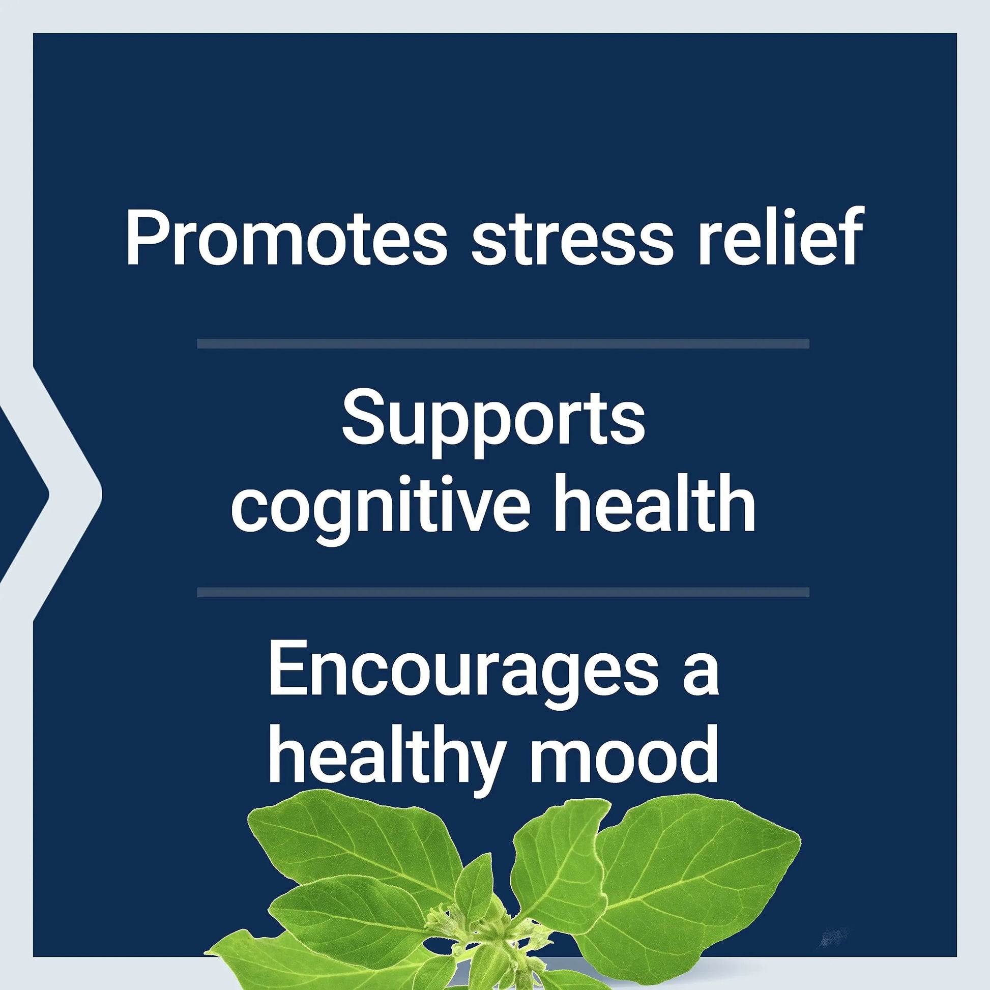Life Extension Two-Per-Day 120 Tablet Multi-Vitamin & 60 Capsule Optimized Ashwagandha Stress Relief Supplement Bundle Life Extension buy supplements canada