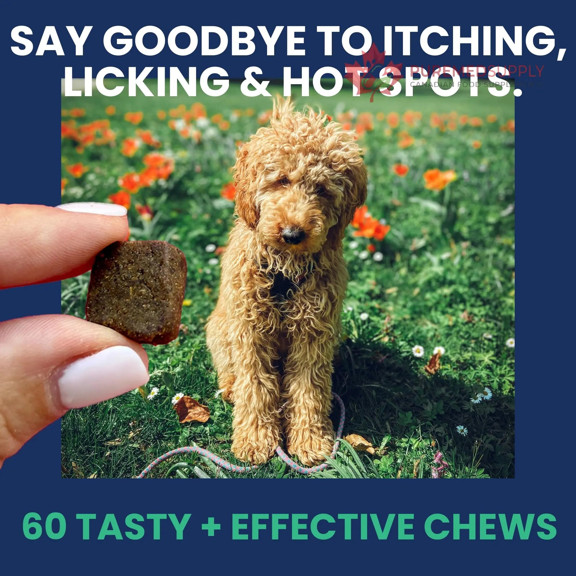 Under the Weather Allergy & Itch Pet Allergy Chews for Dogs | Vet Formulated Skin Support for Canines | Soothing Dog Allergies and Itching Relief Supplement | 60 Count Under the Weather buy supplements canada
