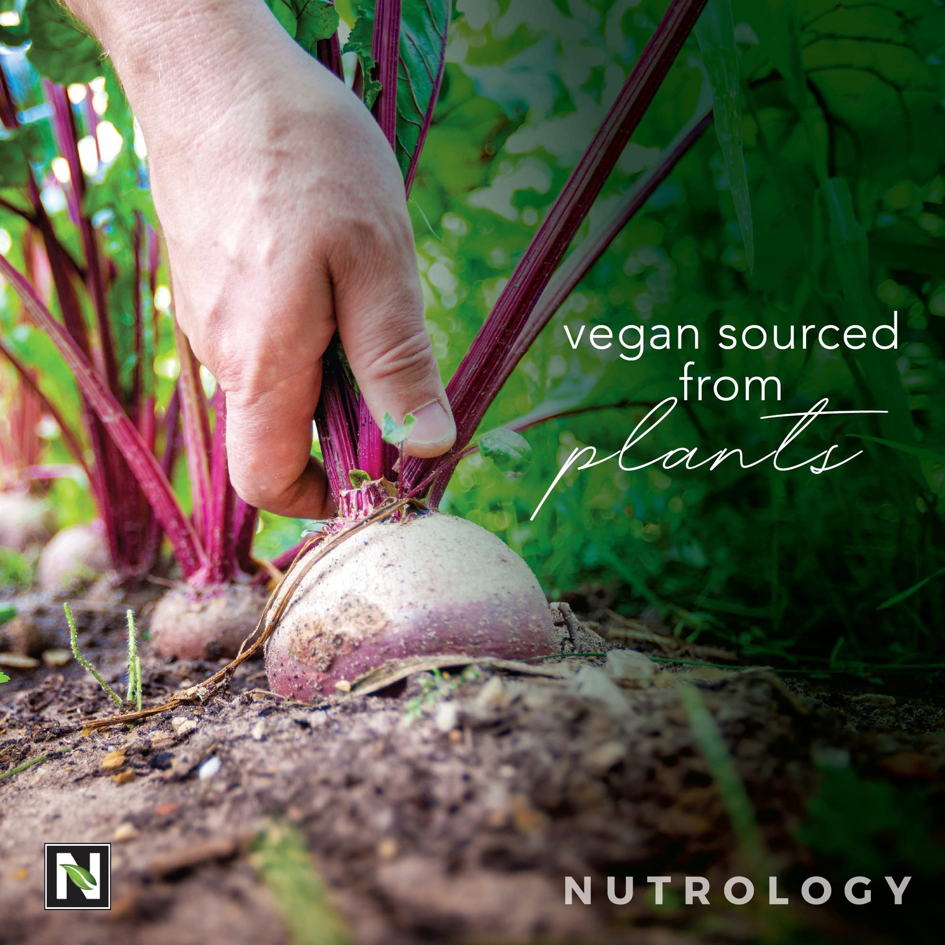 Nutrology Beet Natural O2, Pre Workout Powder, Energy, Endurance; Nitric Oxide Booster Nutrology buy supplements canada