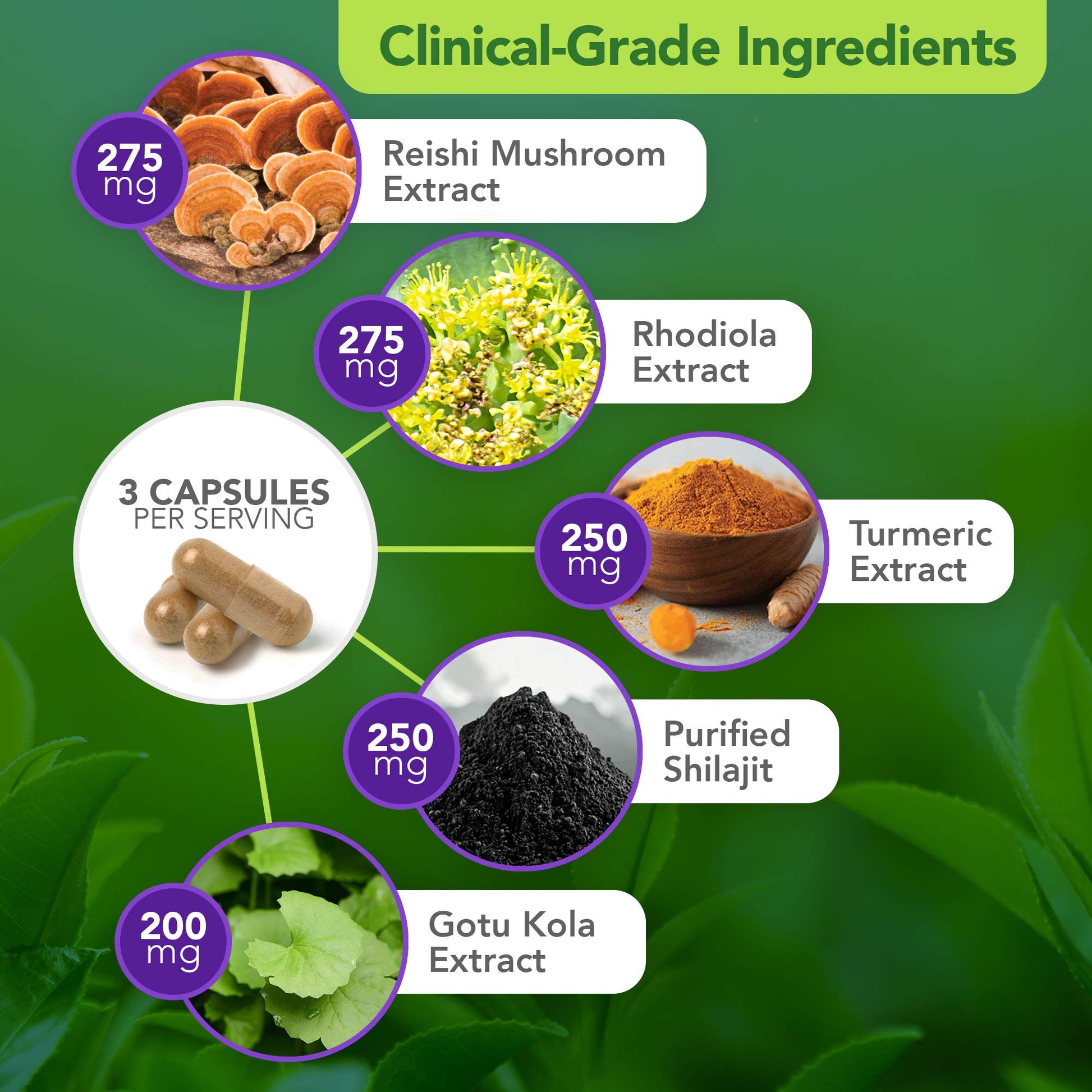 Vital Plan Daily Herbal Supplement by Dr. Bill Rawls – Herbal Immunity Booster for Immune Support, Microbiome Balance & Cell Health — Reishi Mushroom, Turmeric & Rhodiola Vital Plan buy supplements canada