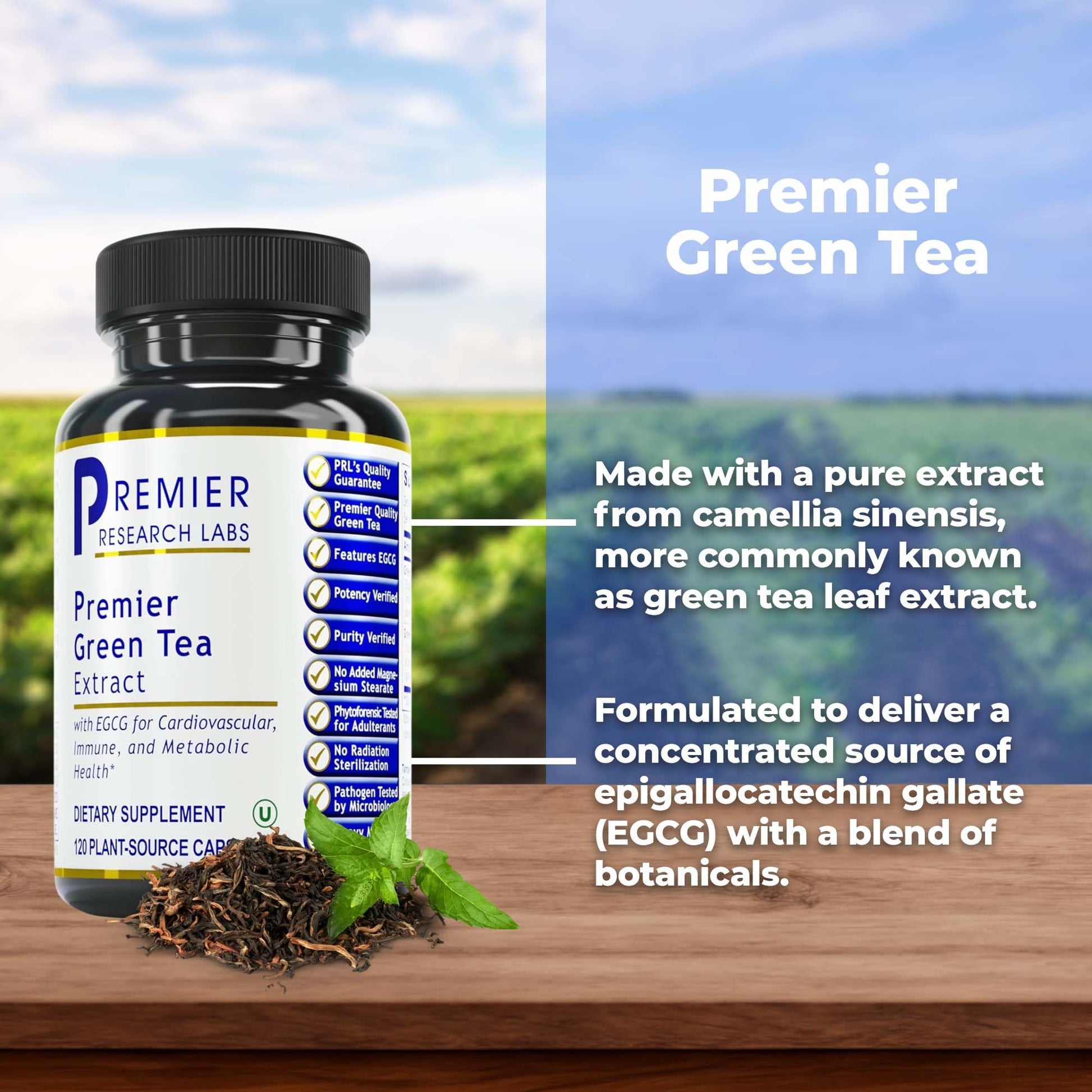 Premier Research Labs Premier Green Tea Extract - Green Tea Capsules, Green Tea Extract Pills, Green Tea Supplement with ECGC, Camellia Sinensis, Pure, Vegan Friendly - 120 Vegetarian Capsules Premier Research Labs buy supplements canada