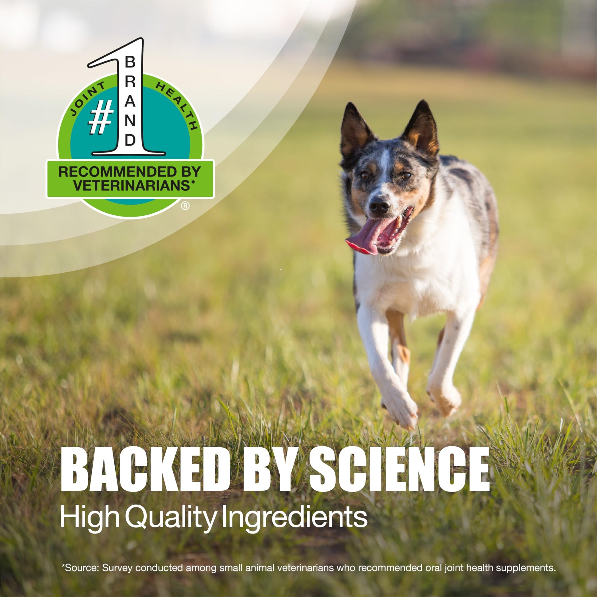 Nutramax Dasuquin for Small to Medium Dogs, Joint Health Supplement, Contains Glucosamine for Dogs, Plus Chondroitin, ASU, MSM and More, Supports Healthy Joints, Chewable Tablets, 84 Count Nutramax Laboratories buy supplements canada