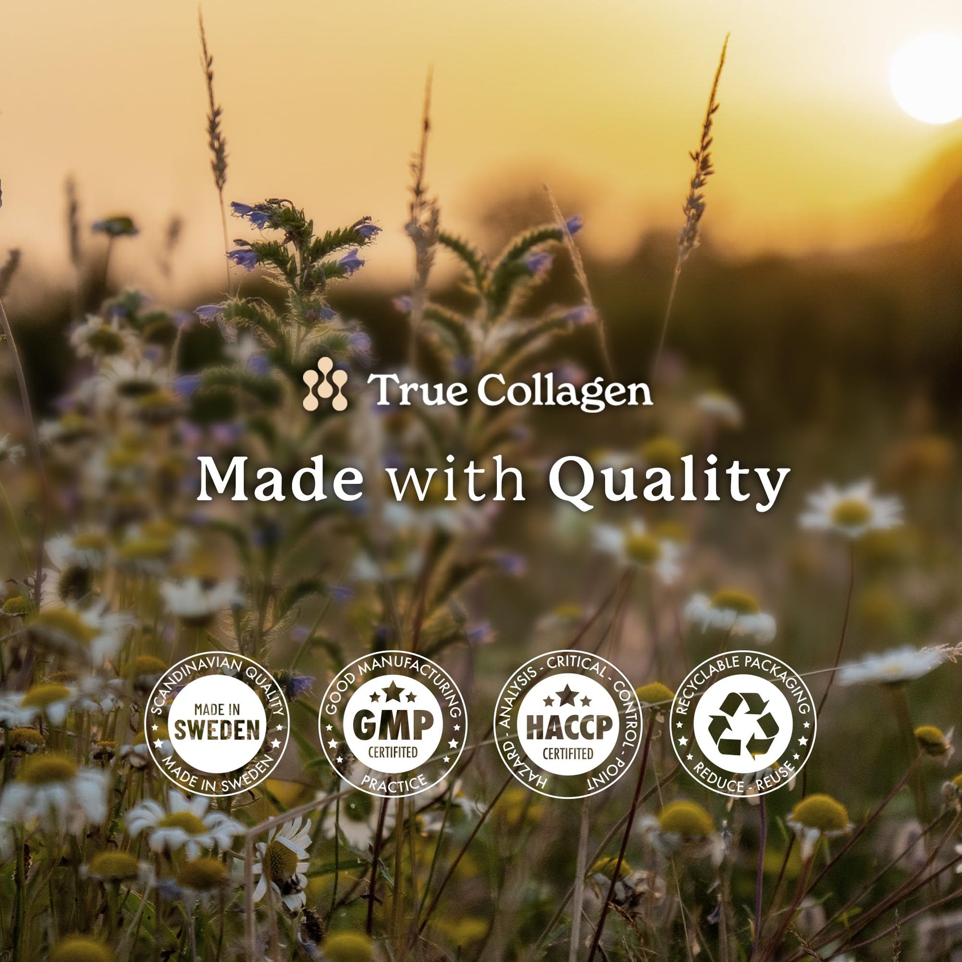 True Collagen Joints | 10,000 mg Hydrolyzed Collagen Liquid Supplement - 500 ml, 20 Day Supply | Glucosamine, MSM and Chondroitin for Healthy Joints | Fat-Free, Sugar-Free, 100% Natural Berry Flavor True Collagen buy supplements canada