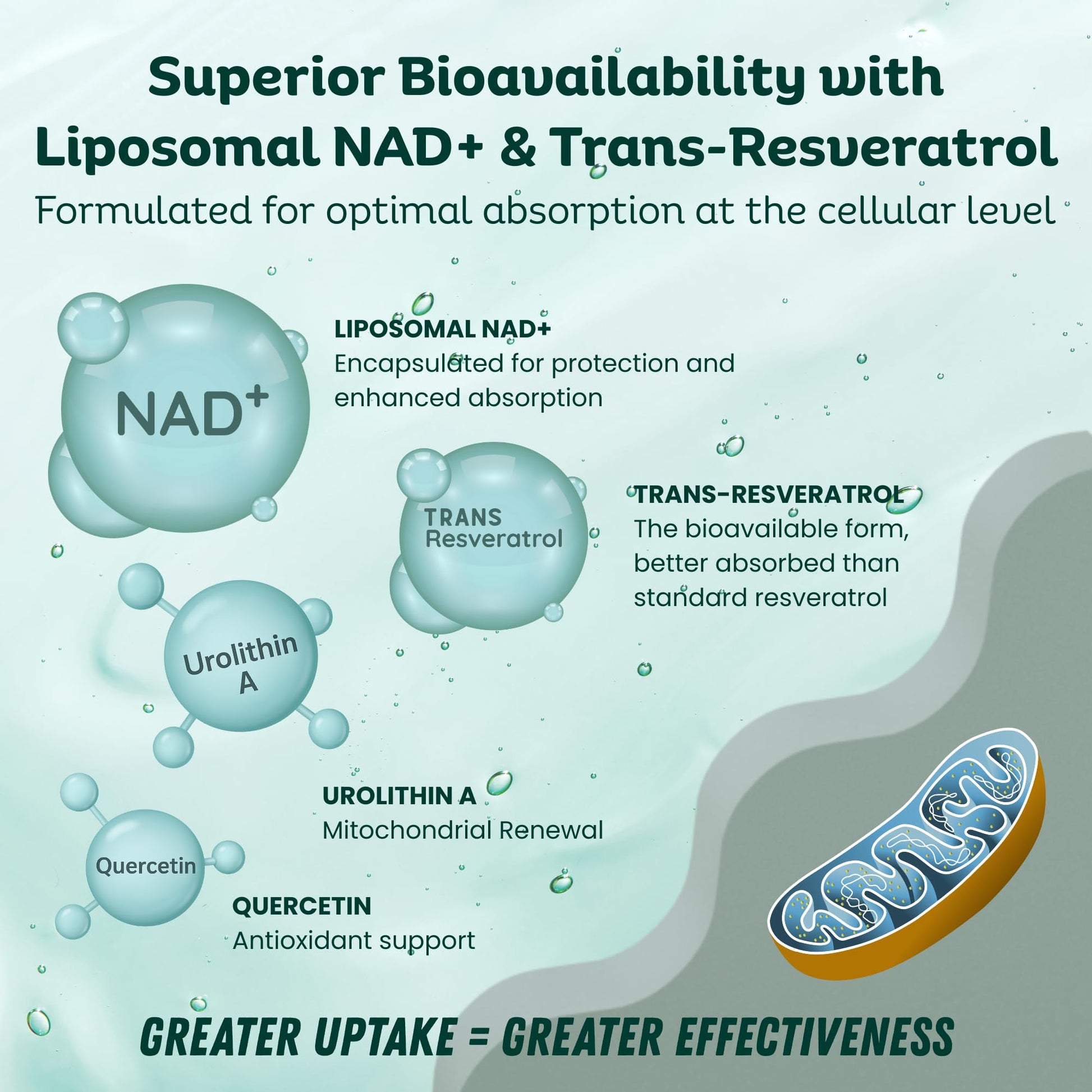 LebenKraft NAD Supplement Pure Organic | NMN Supplement Alternative | Boost Energy & Cellular Health | Urolithin A, Resveratrol, Quercetin for Antioxidant Power | for Women and Men LebenKraft buy supplements canada