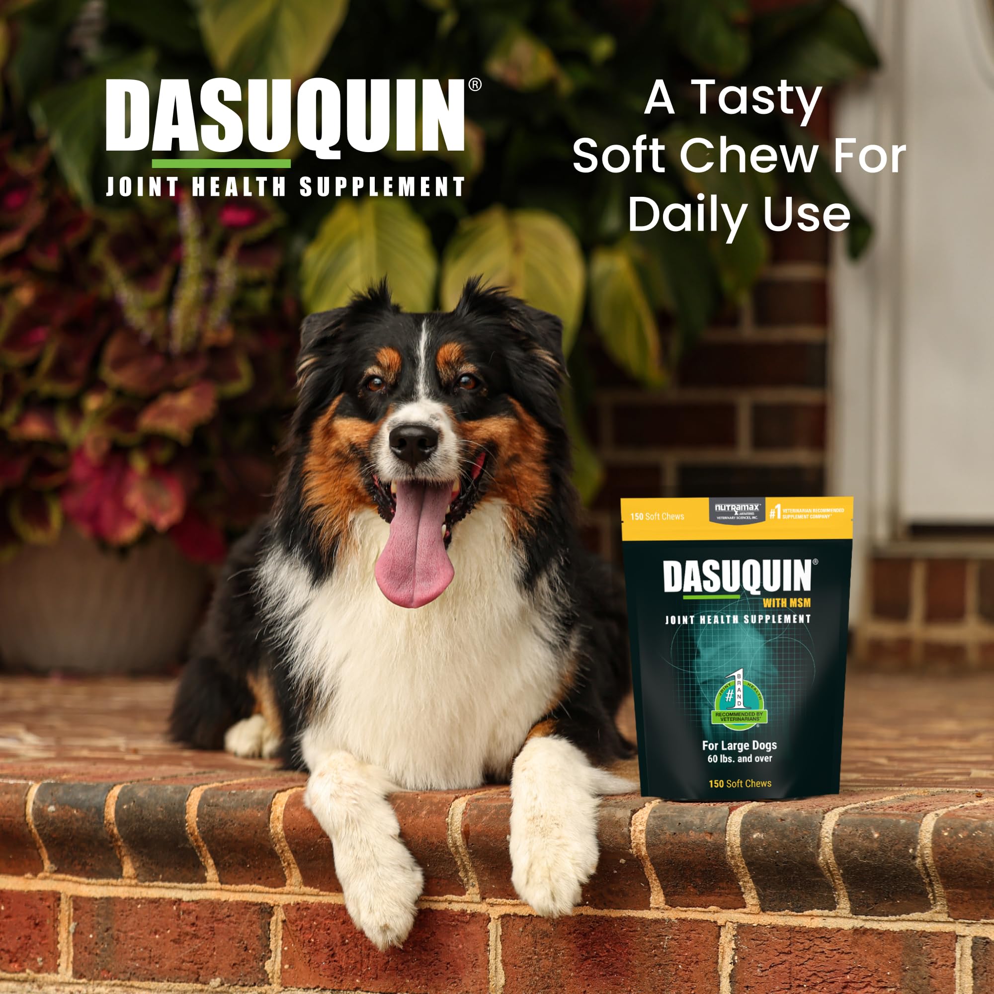 Nutramax Dasuquin for Large Dogs, Joint Health Supplement, Contains Glucosamine for Dogs, Plus Chondroitin, ASU, MSM and More, Supports Healthy Joints, Soft Chews, 150 Count Nutramax Laboratories buy supplements canada