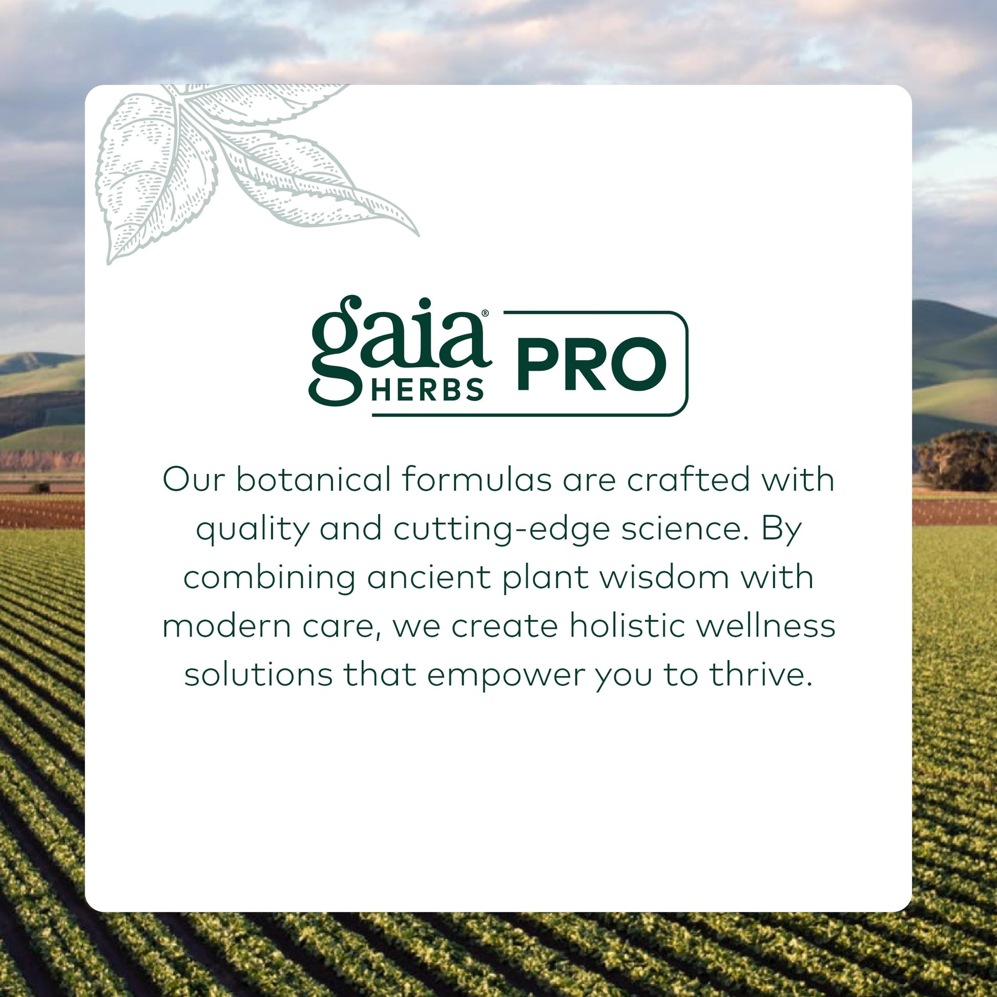 Gaia Herbs Pro Female Hormone Formula PM - Women's Health Supplement for Menopause & Sleep Support - Black Cohosh & St. John's Wort - Vegan, Soy-Free & Gluten-Free - 60 Liquid Phyto-Caps (30 Servings) Gaia Herbs PRO buy supplements canada