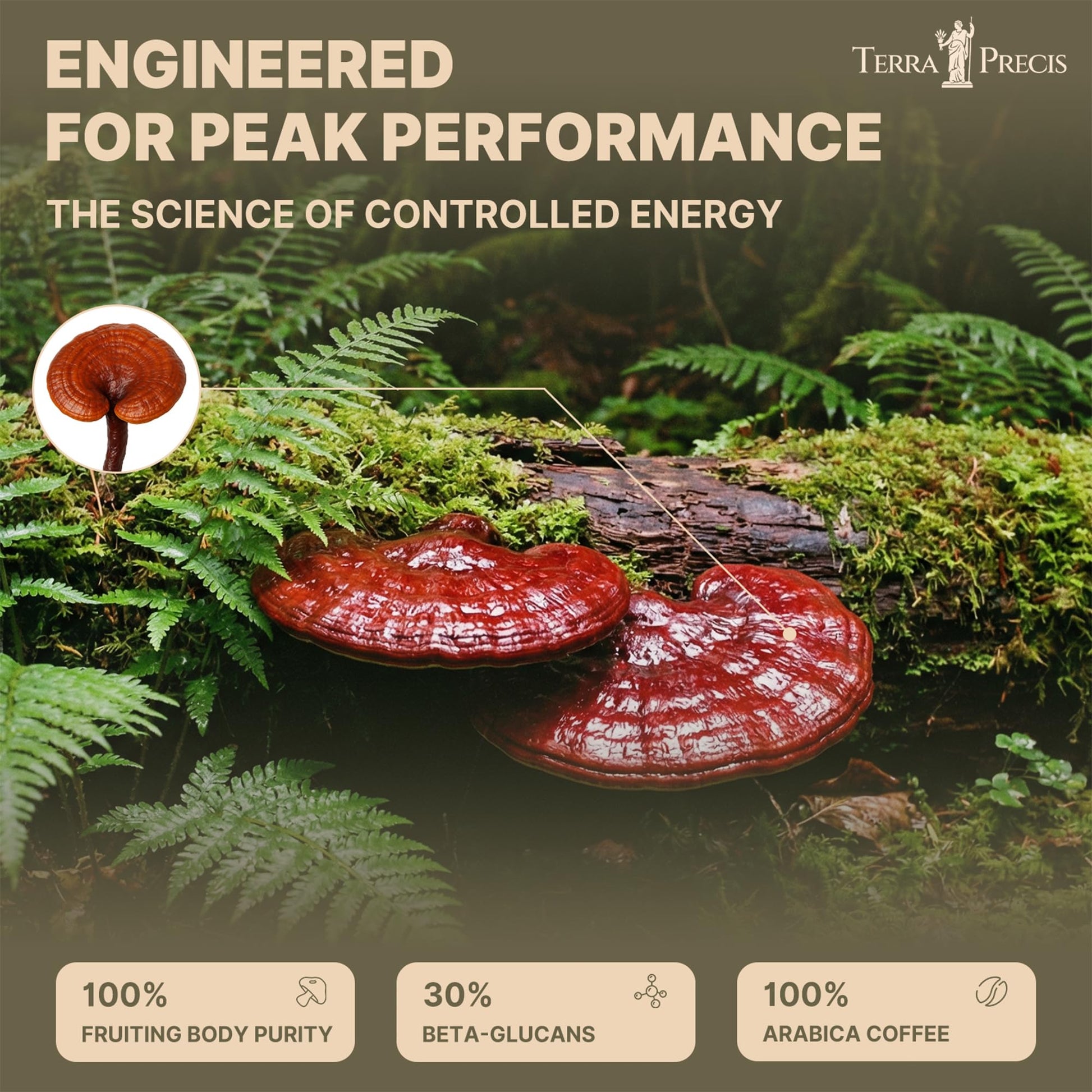 TerraPrecis Mushroom Coffee with 6 Adaptogens Mushrooms Supplement for Organic Lion's Mane&Reishi,Chaga&Other, Instant Coffee with MCT Oil& Arabica for Energy,Focus&Immune Support (30 Servings) TerraPrecis buy supplements canada