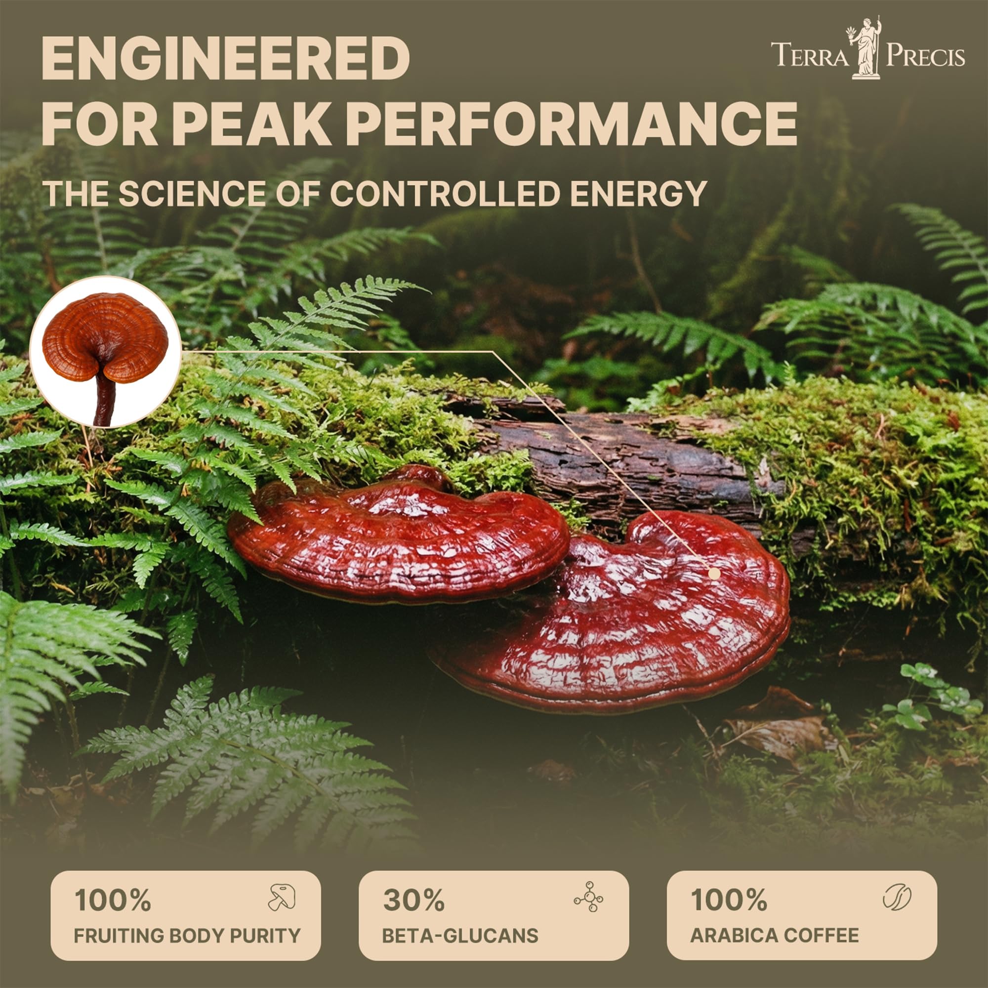 TerraPrecis Mushroom Coffee with 6 Adaptogens Mushrooms Supplement for Organic Lion's Mane&Reishi,Chaga&Other, Instant Coffee with MCT Oil& Arabica for Energy,Focus&Immune Support (30 Servings) TerraPrecis buy supplements canada