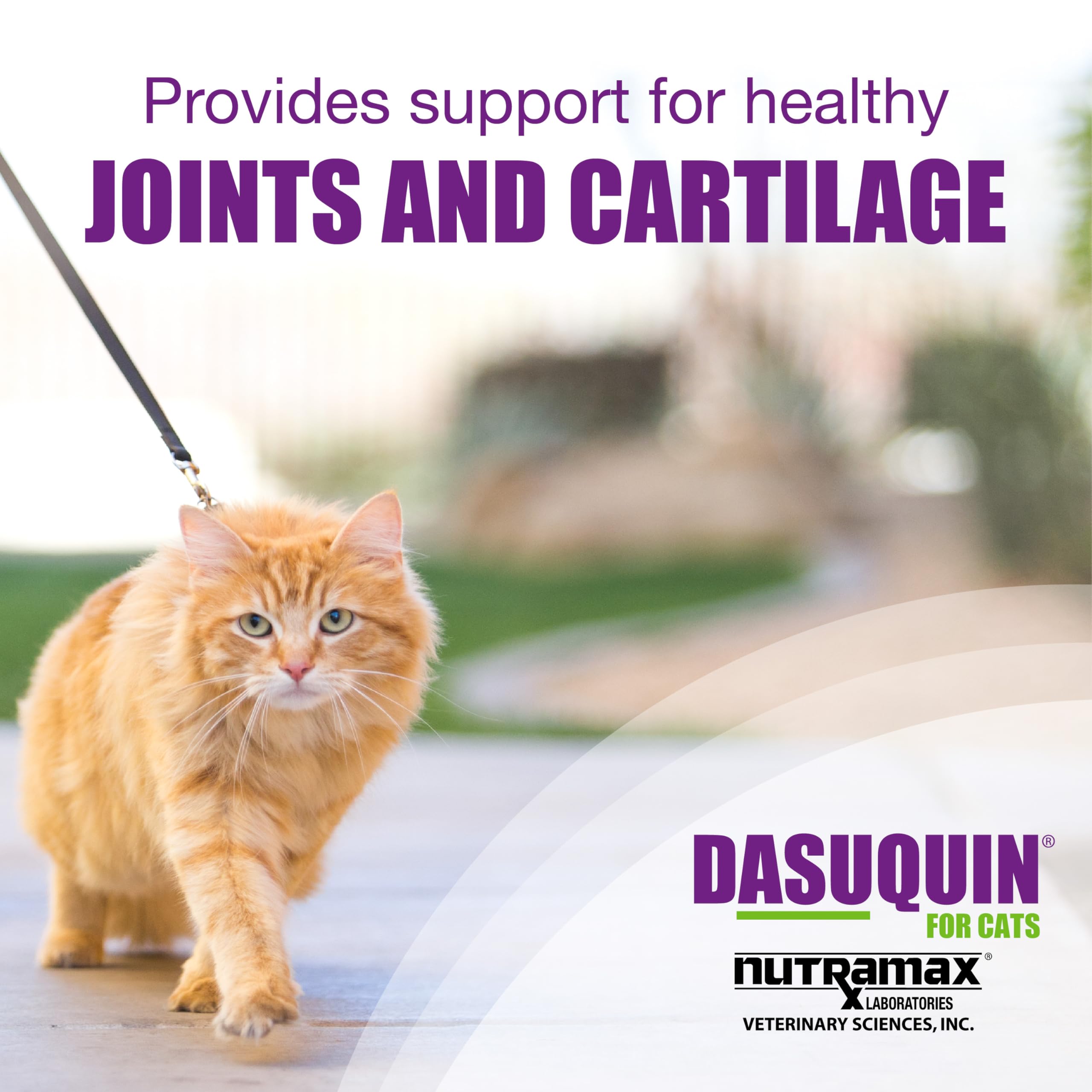 Nutramax Laboratories Dasuquin Joint Health Supplement for Cats - With Glucosamine, Chondroitin, ASU, Boswellia Serrata Extract, and Green Tea Extract, 84 Capsules Nutramax Laboratories buy supplements canada