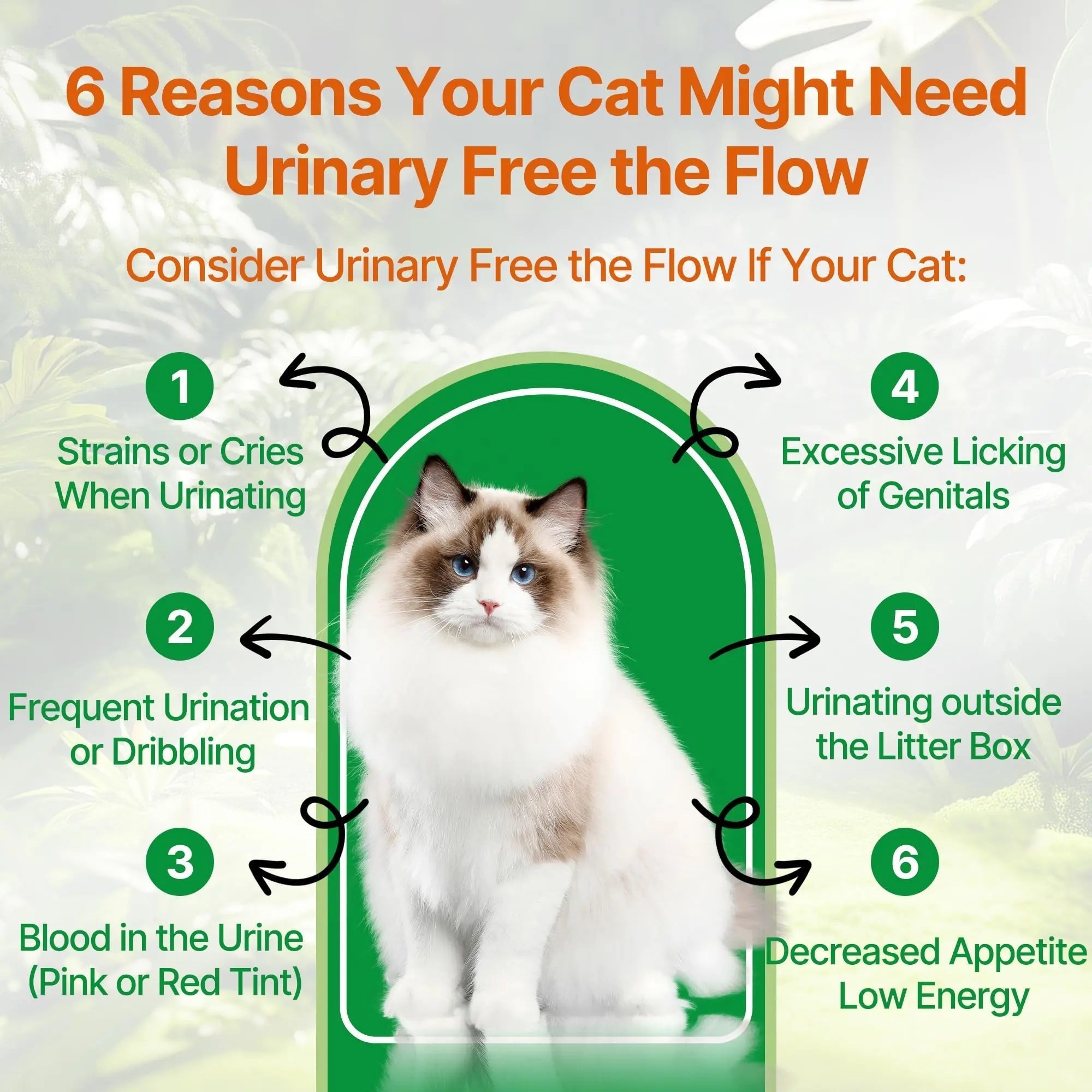 Cat Bladder Remedy for Stones & Crystals, Kidney StonesDissolver forCat- Urinary Free The Flow - Cat Urinary Tract Infection Treatment for Stones, Herbal CatUTI Remedy for Stone Relief & Prevention Qanoreth buy supplements canada