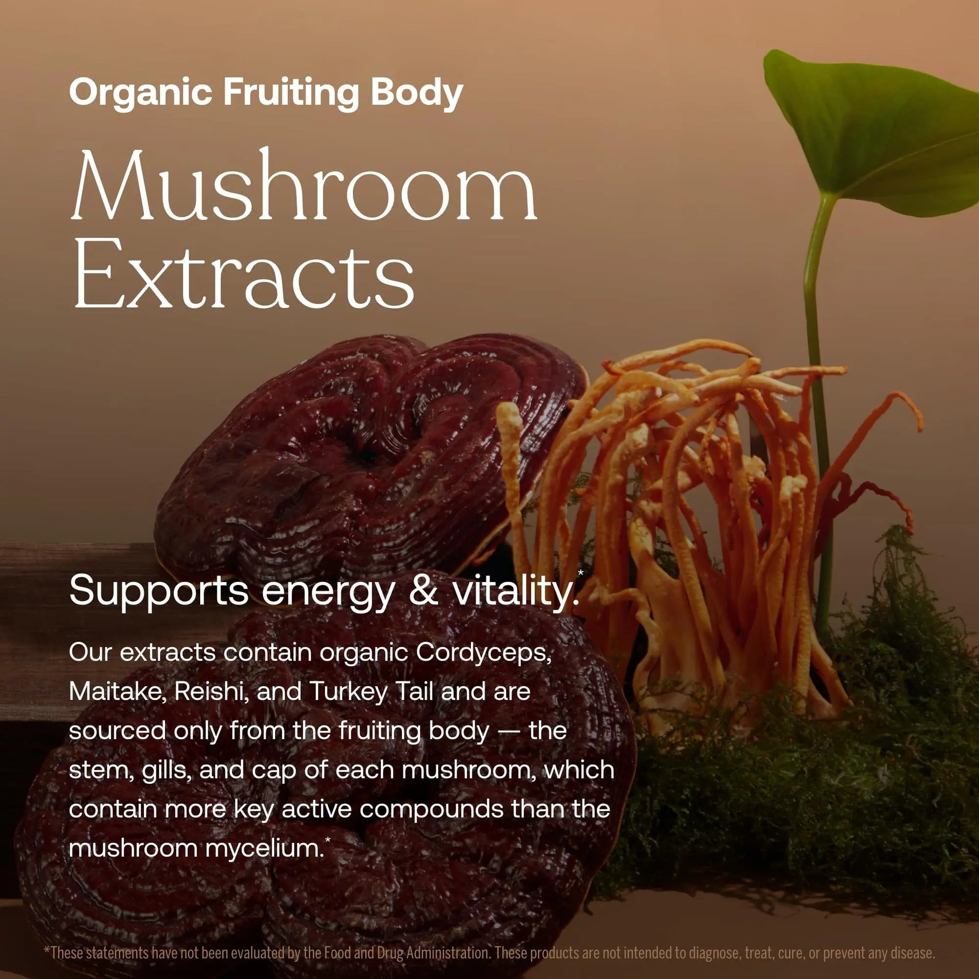 True Grace One Daily Women’s Multivitamin Fermented Minerals, Organic Adaptogens & Mushrooms Whole Body Balance, Immune, Energy, Beauty Support True Grace buy supplements canada