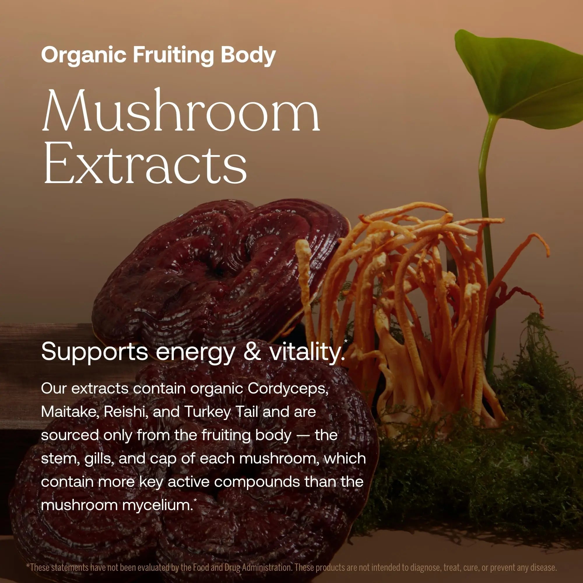 True Grace One Daily Women’s Multivitamin Fermented Minerals, Organic Adaptogens & Mushrooms Whole Body Balance, Immune, Energy, Beauty Support True Grace buy supplements canada