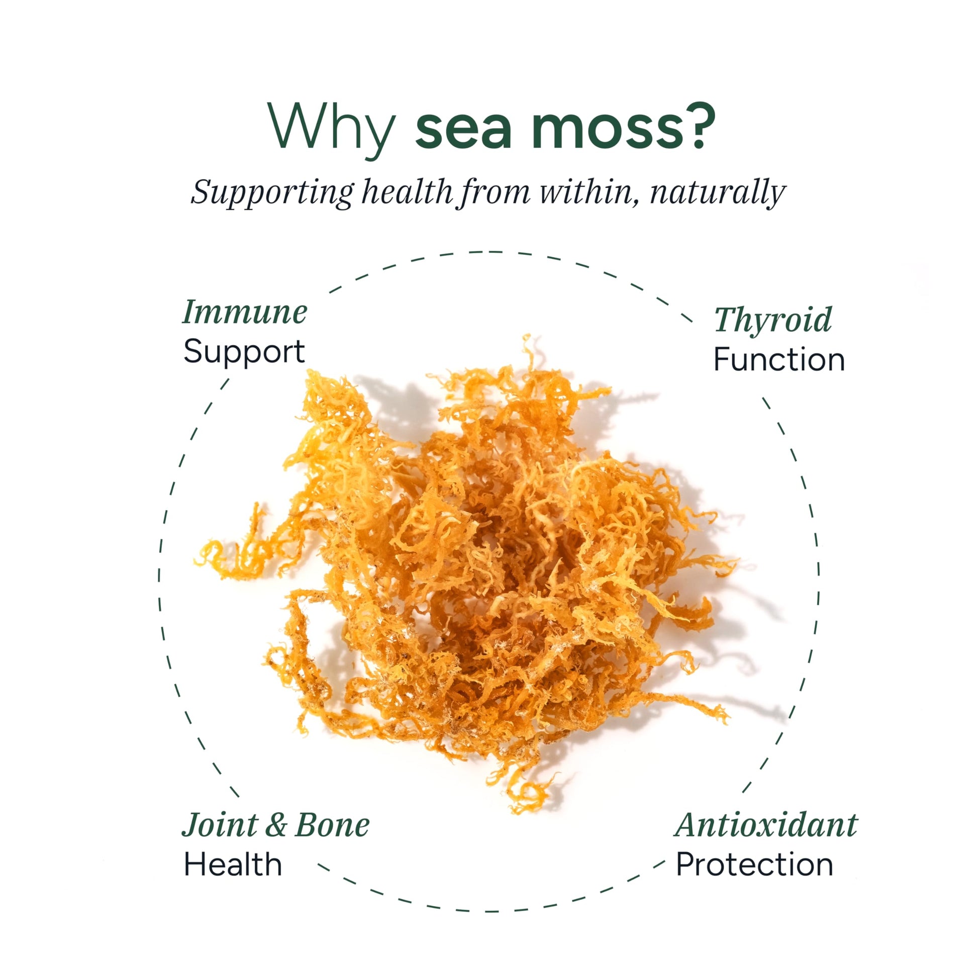 ROOT LABS Sea Moss Gummies I 92+ Minerals I Black Seed Oil I KSM 66 Ashwagandha I Lab Tested I No Added Sugar | for Men, Women I Non-GMO I 100% Natural & Organic I 1600 mg I 120 Gummy ROOT LABS buy supplements canada