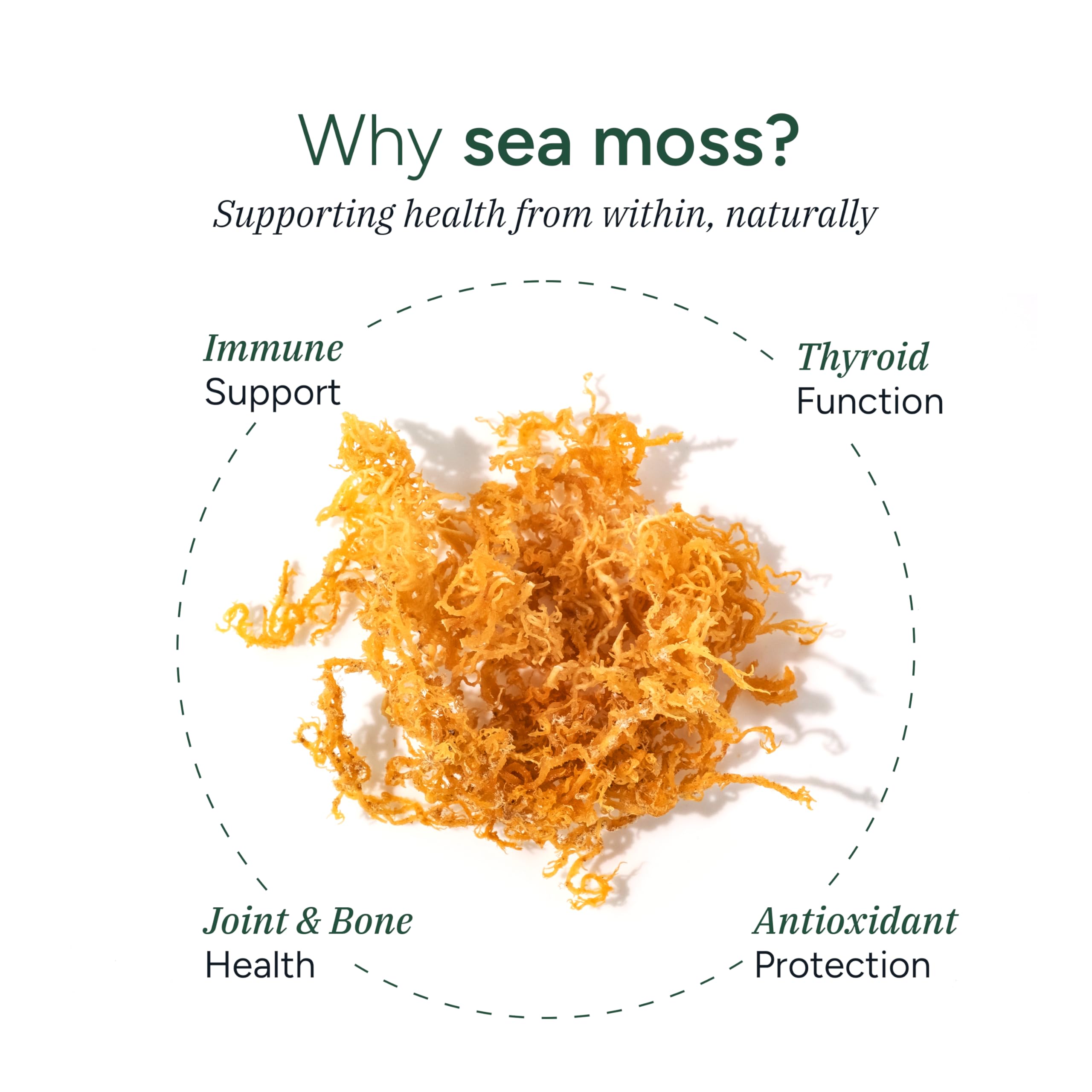 ROOT LABS Sea Moss Gummies I 92+ Minerals I Black Seed Oil I KSM 66 Ashwagandha I Lab Tested I No Added Sugar | for Men, Women I Non-GMO I 100% Natural & Organic I 1600 mg I 120 Gummy ROOT LABS buy supplements canada