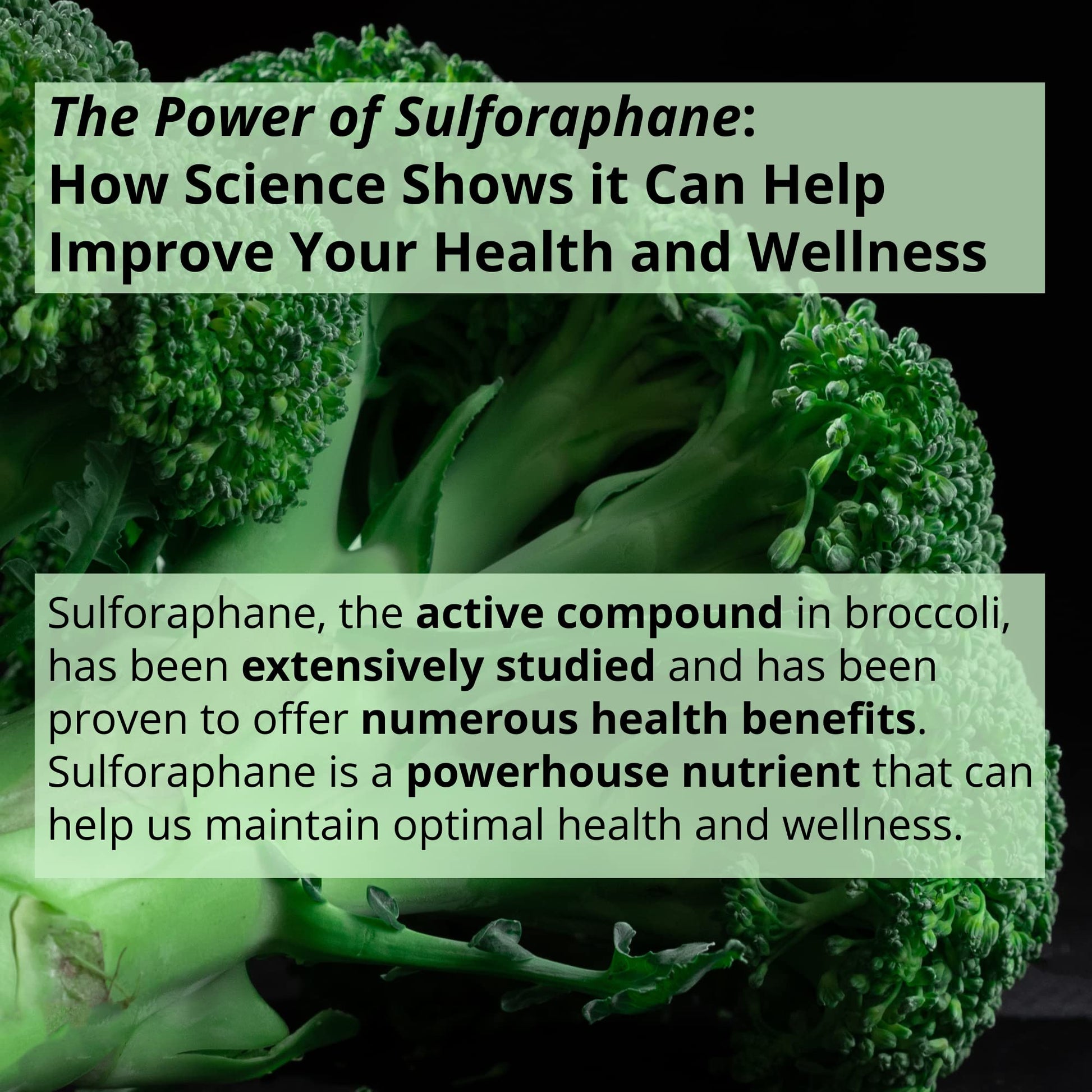 GIGANTIC Sulforaphane + Myrosinase 10mg (120 Capsules) - Includes Vitamin C GIGANTIC buy supplements canada