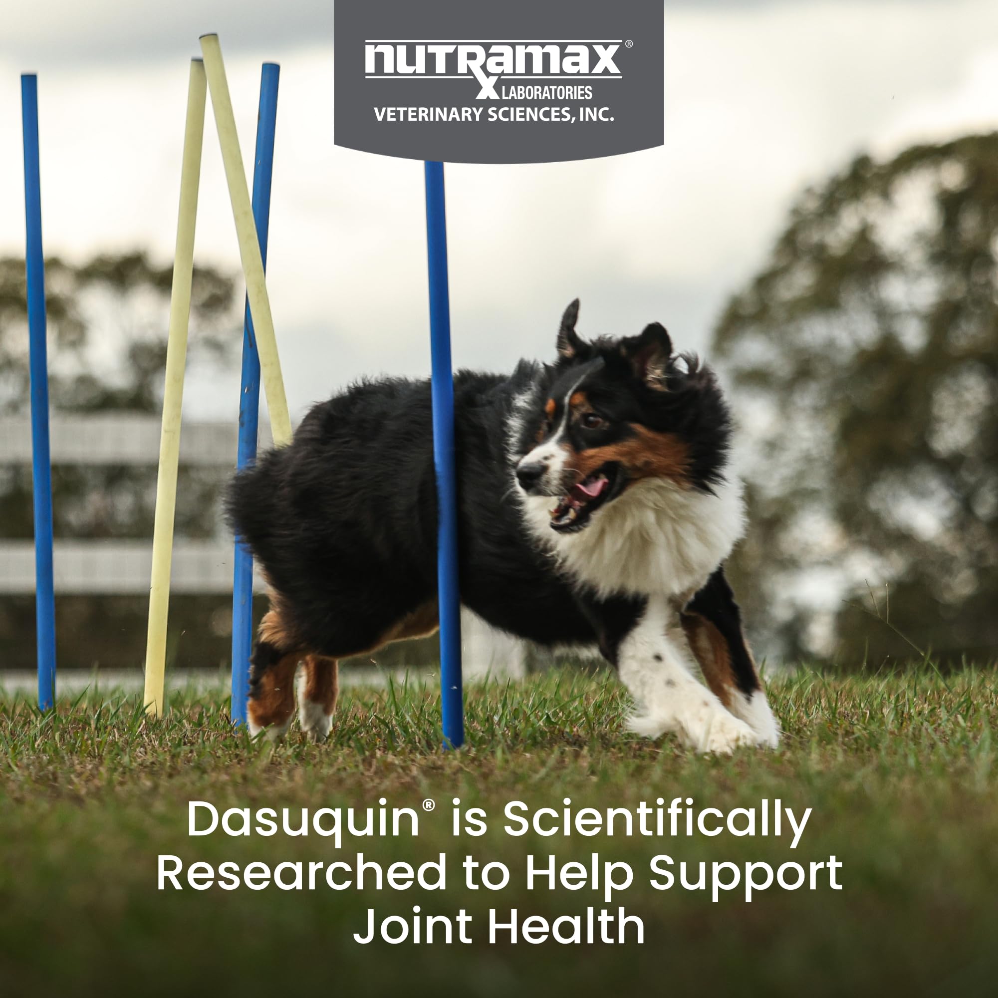 Nutramax Dasuquin for Large Dogs, Joint Health Supplement, Contains Glucosamine for Dogs, Plus Chondroitin, ASU, MSM and More, Supports Healthy Joints, Chewable Tablets, 150 Count Nutramax Laboratories buy supplements canada
