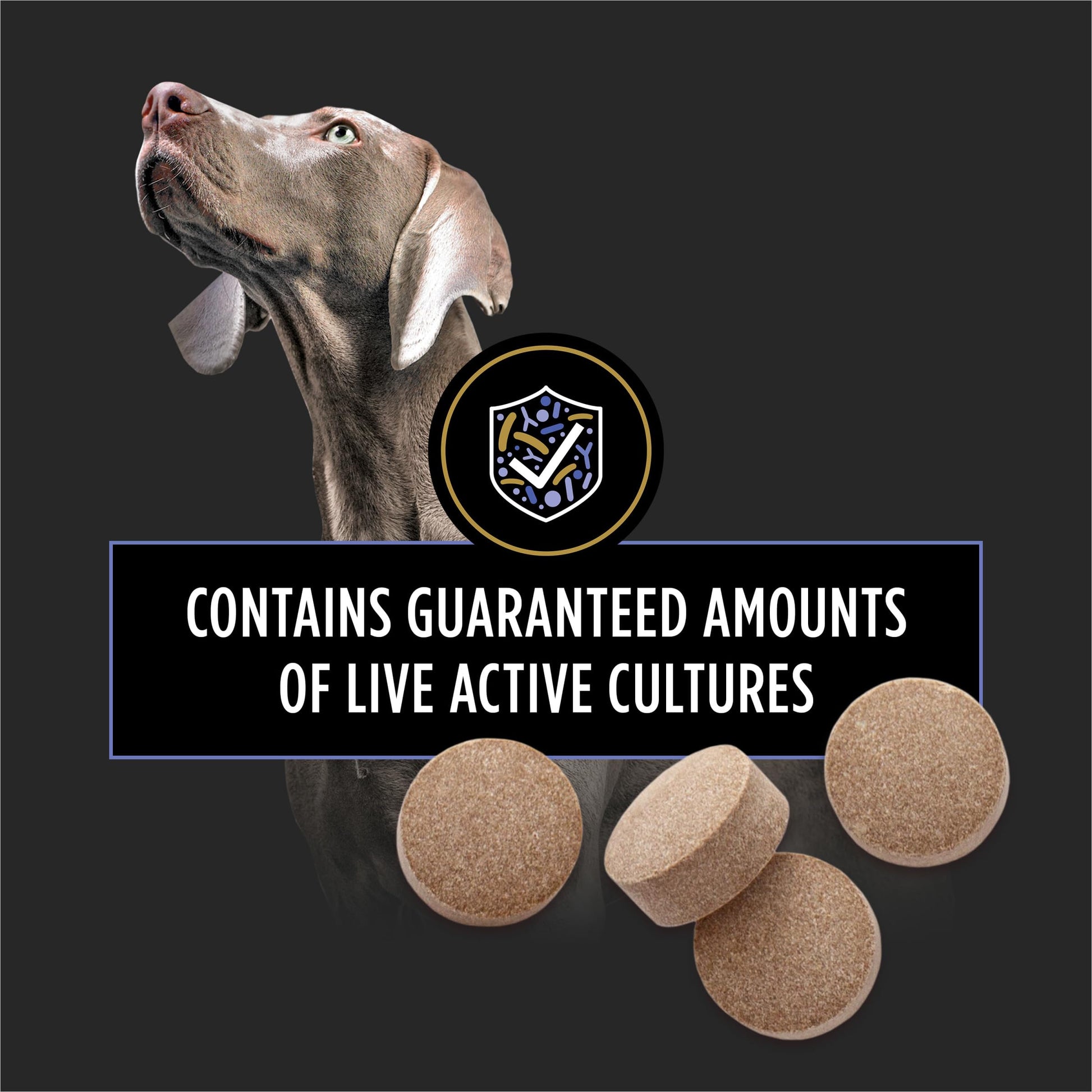 Purina Pro Plan Veterinary Supplements FortiFlora Daily Probiotics for Dogs Chewable Tablets for Digestive Gut Health and Diarrhea - 90 ct. Canister Pro Plan Veterinary Diets buy supplements canada