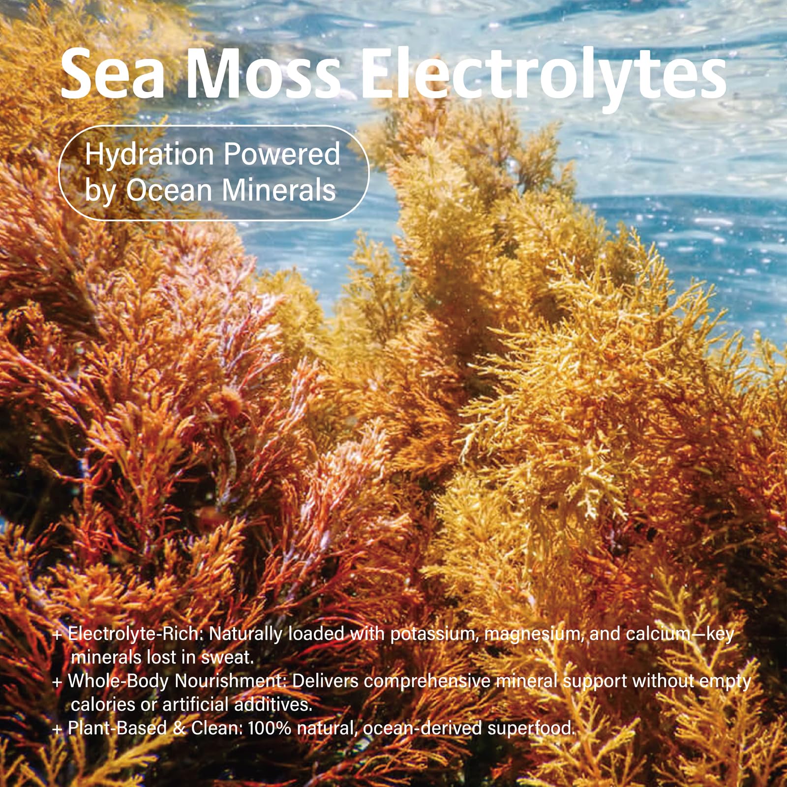 VDY Sea Moss Electrolytes Powder Packets - Hydration Packets Sugar Free - Electrolyte Packets with 30 Sticks - Zero Sugar & 0 Calorie - Keto Friendly VDY buy supplements canada