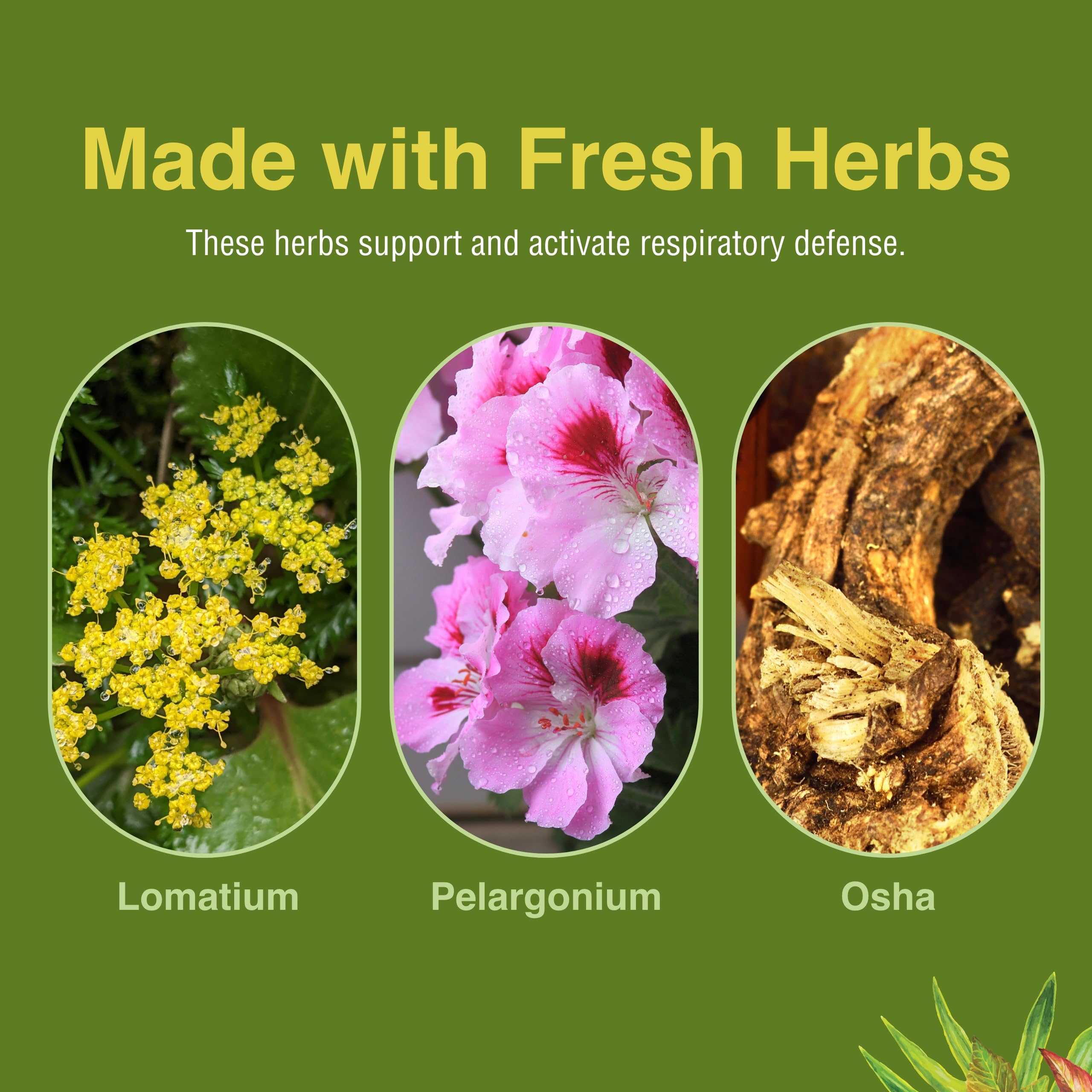 Herbs Etc. Loviral - Lung Health Supplement for Respiratory Defense & Support - Herbal Supplement with Lomatium, Pelargonium & OSHA - Gluten-Free - 60 Softgels (60 Servings) Herbs Etc. buy supplements canada