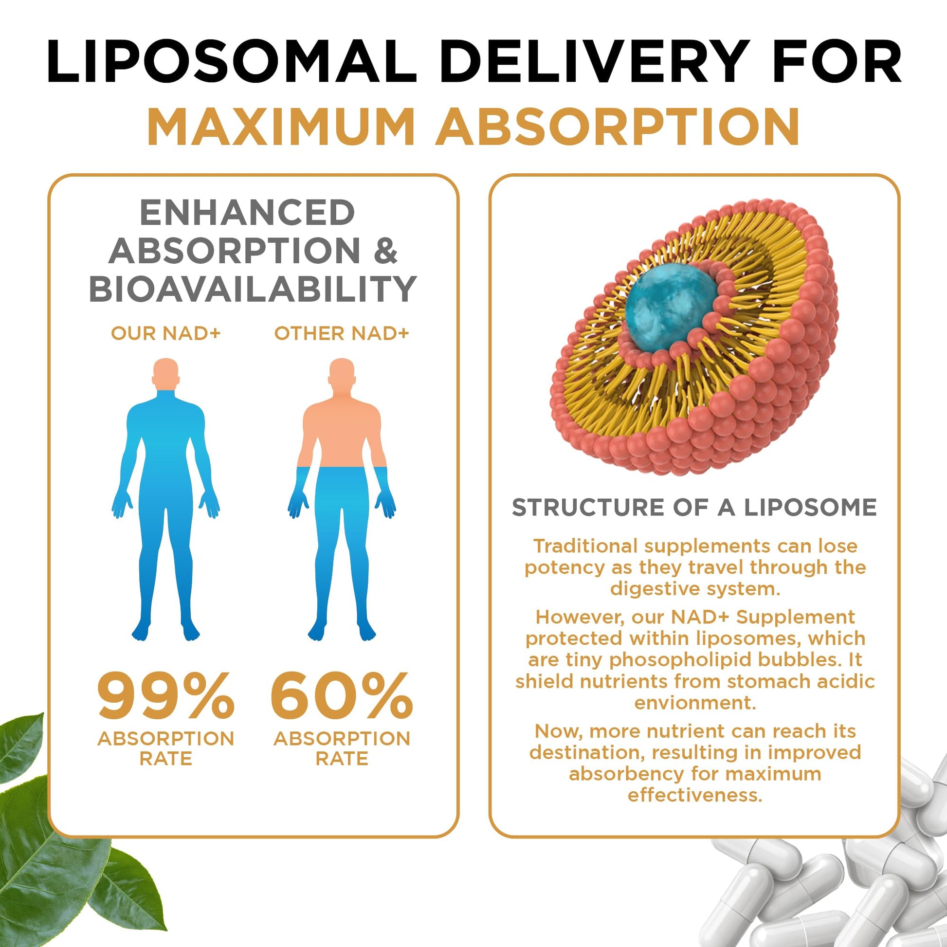 NAD+ Supplement Liposomal Capsules - Max Absorption for Cellular Energy, Healthy Aging, Brain Function & DNA Health - Vegan, Non-GMO, Gluten-Free Supplement - 60 Capsules - Supports NAD Levels AuroraSynth buy supplements canada