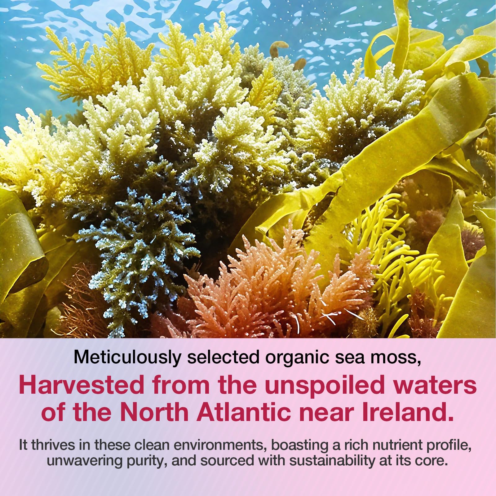 MSLOTAL Irish Sea Moss Gummies with Ashwagandha Bladderwrack and Burdock Root - Natural Irish Seamoss Supplement for Thyroid, Energy, Immune Support - 60 Vegan Gummy MSLOTAL buy supplements canada