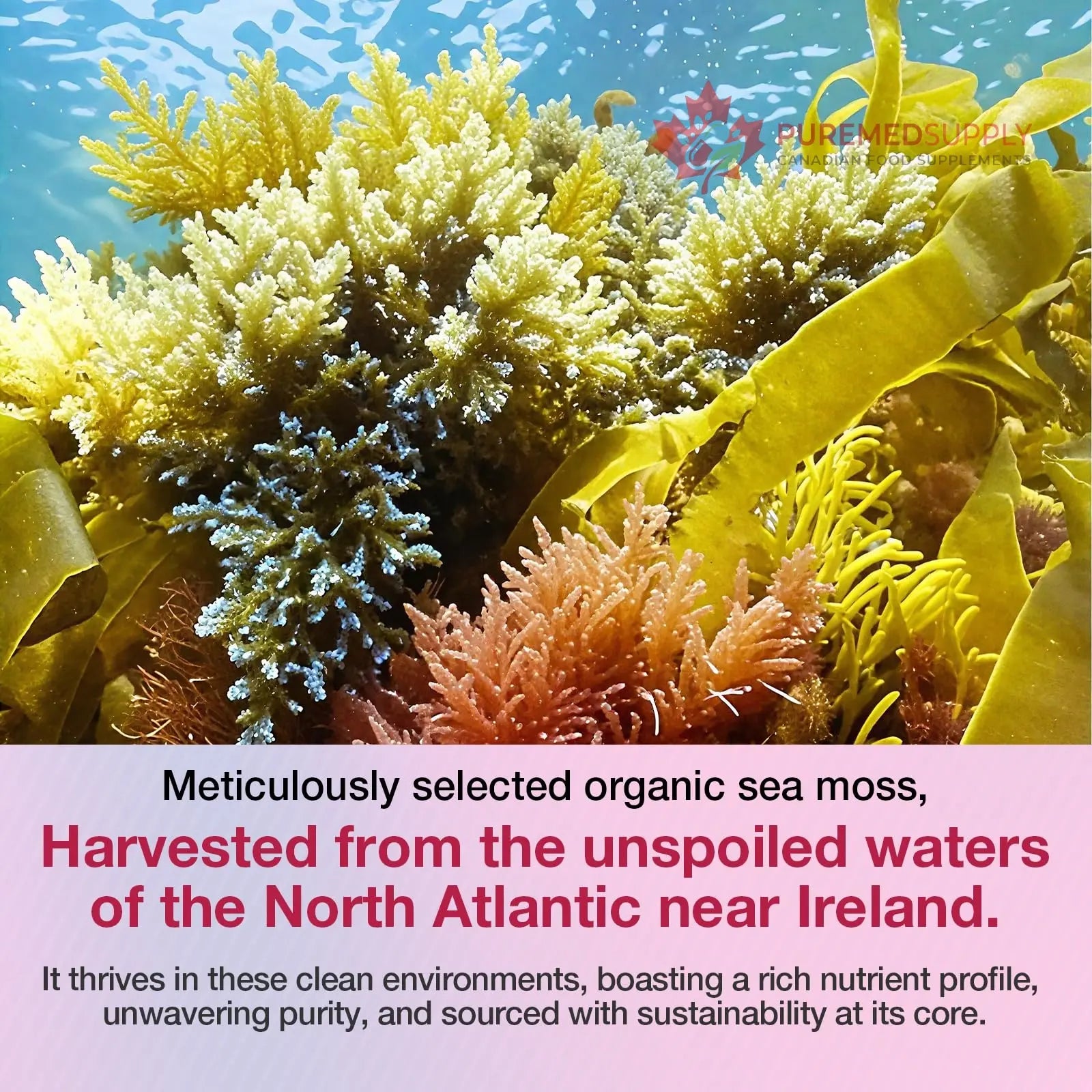 MSLOTAL Irish Sea Moss Gummies with Ashwagandha Bladderwrack and Burdock Root - Natural Irish Seamoss Supplement for Thyroid, Energy, Immune Support - 60 Vegan Gummy MSLOTAL buy supplements canada