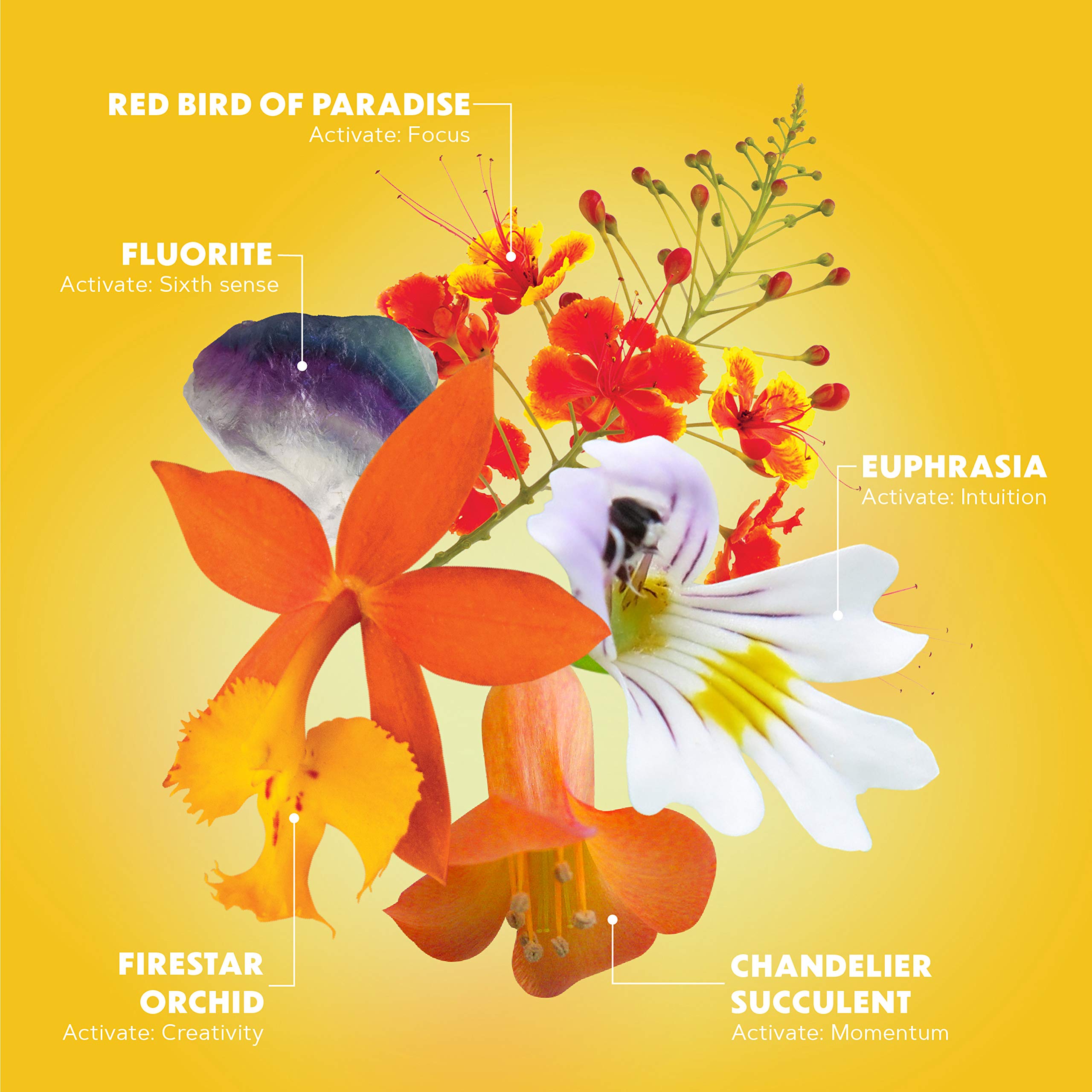 LOTUSWEI Inspired Action Flower Essence Elixir – Enhance Focus, Concentration, Mental Clarity & Creativity – Flower Remedy Supplement LOTUSWEI buy supplements canada