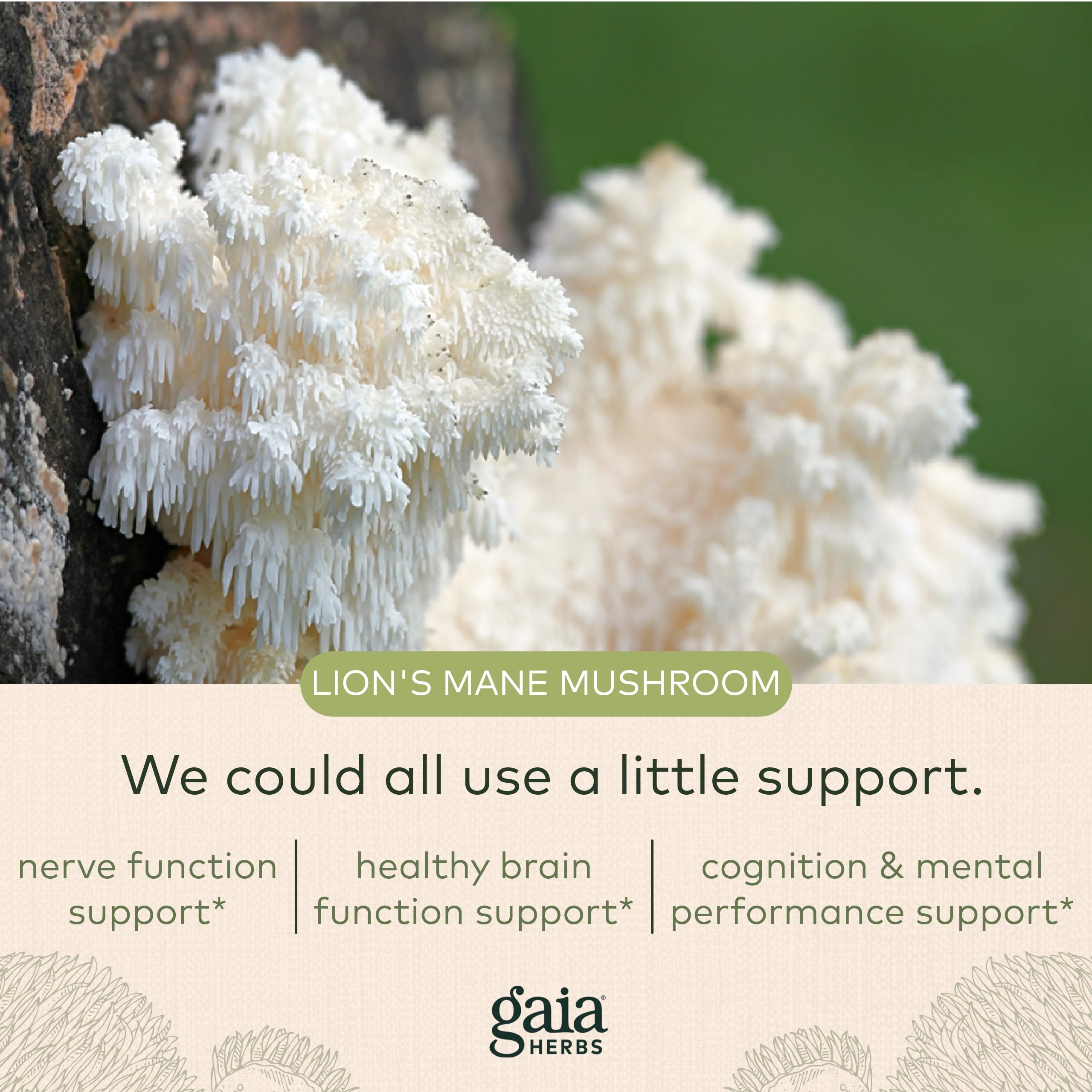 Gaia Herbs Organic Lion’s Mane Mushroom - Brain and Nerve Support Supplement Gaia Herbs buy supplements canada