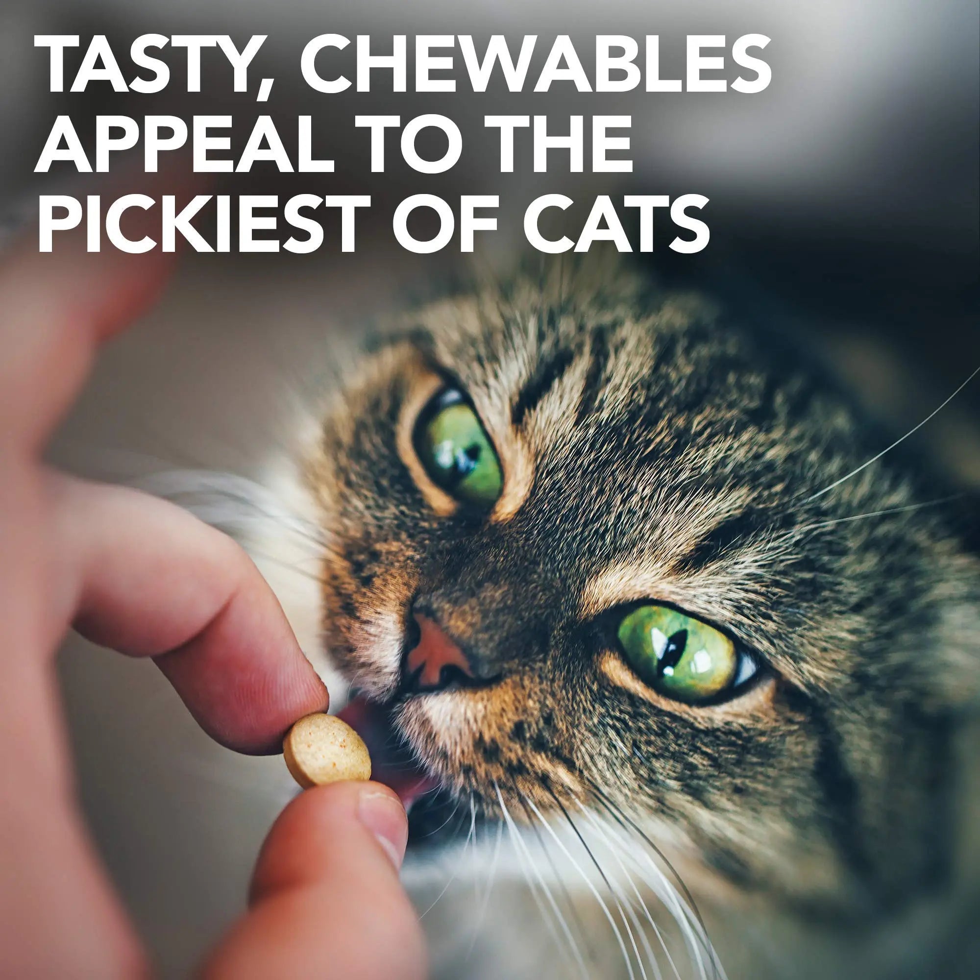 Vet's Best Cat Urinary Supplement, Urinary Tract Support Chewable for Cats, Supports A Healthy Urinary Tract in Cats, 60 Chewable Tablets Vet's Best buy supplements canada