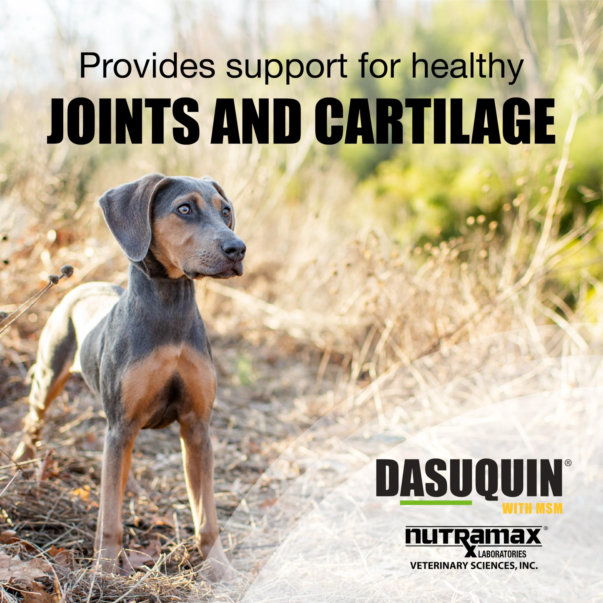 Nutramax Dasuquin for Small to Medium Dogs, Joint Health Supplement, Contains Glucosamine for Dogs, Plus Chondroitin, ASU, MSM and More, Supports Healthy Joints, Chewable Tablets, 84 Count Nutramax Laboratories buy supplements canada