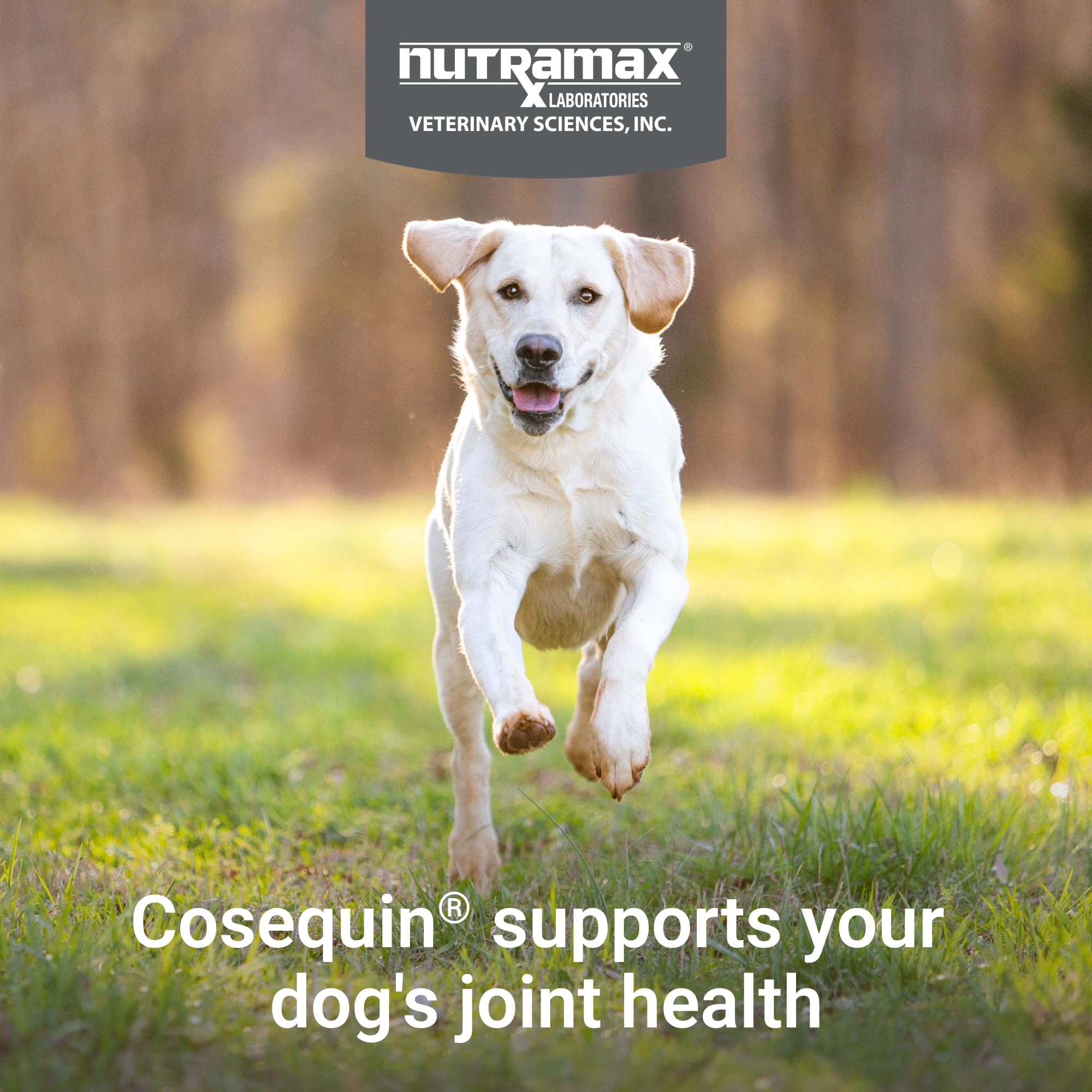 Nutramax Cosequin for Dogs Joint Health Supplement, Contains Glucosamine for Dogs, Chondroitin, MSM and Omega-3s, Supports Joint and Skin and Coat Health, Soft Chews, 60 Count Nutramax Laboratories buy supplements canada