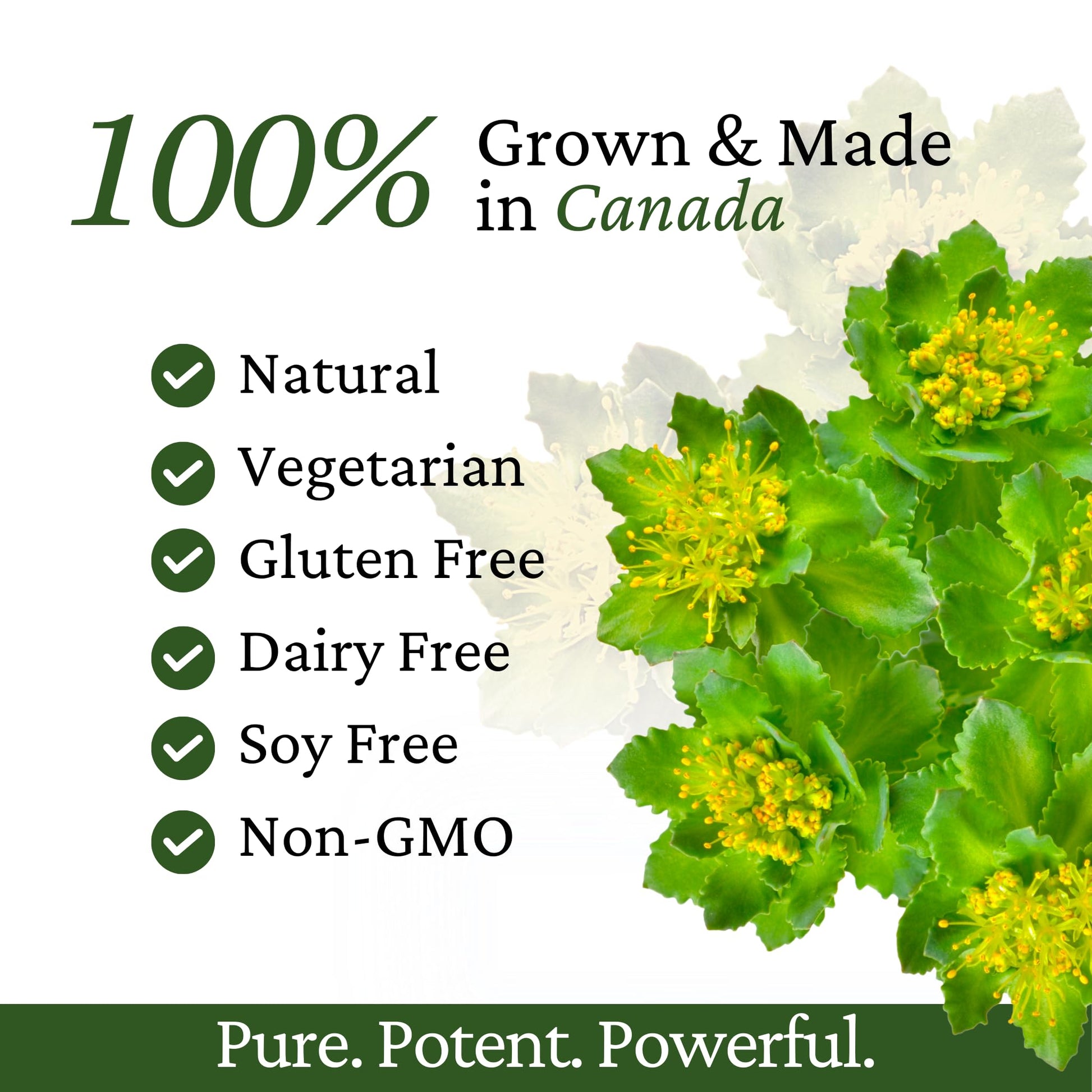 Immune Support, Energy Booster with Vitamin C, D3 and Zinc Supplement, Rhodiola Rosea, Reishi Mushroom Extract, Astragalus, Overall Wellness and Daily Habit - 60 Capsules Rhoziva buy supplements canada
