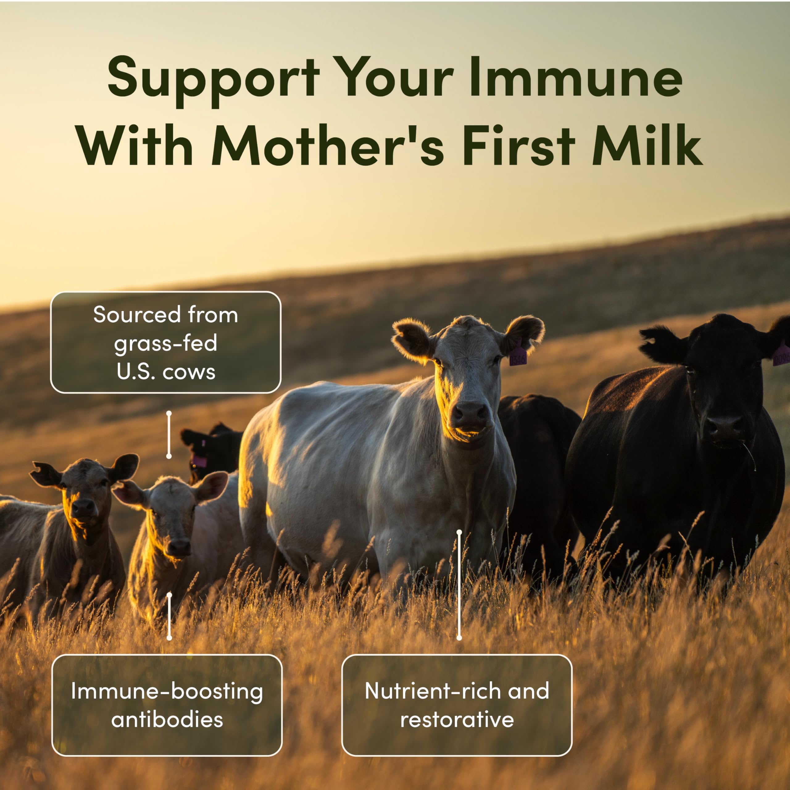 Rhea Bovine Colostrum Supplement for Women, Colostrum Capsules for Gut Health, Digestion, Bloating, Beauty, Immune Support, Bovine Colostrum for Humans, Colostrum Pills (60caps) RHEASILVIA buy supplements canada