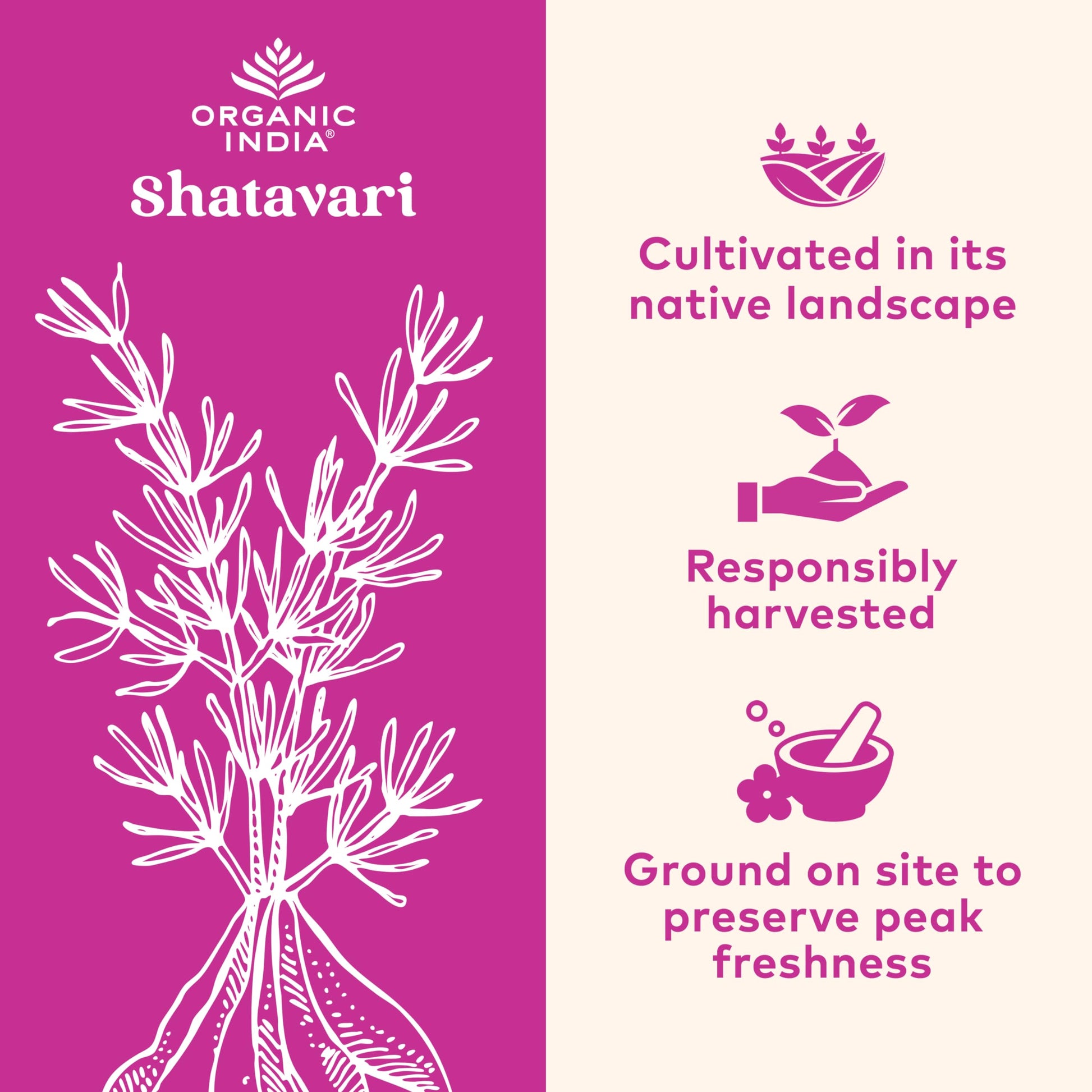ORGANIC INDIA Shatavari Herbal Supplement - Supports Hormonal Balance, Immune and Inflammatory Response, Vegan, Gluten-Free, USDA Organic, Supports Reproductive Health - 90 Capsules ORGANIC INDIA buy supplements canada