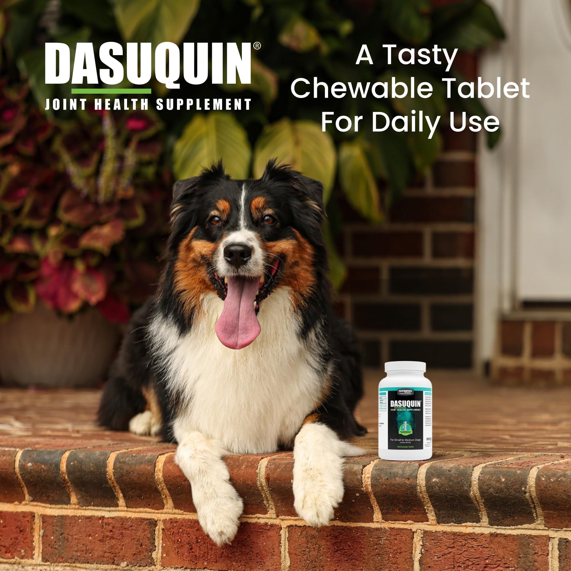 Nutramax Dasuquin for Small to Medium Dogs, Joint Health Supplement, Contains Glucosamine for Dogs, Plus Chondroitin, ASU and More, Supports Healthy Joints, Chewable Tablets, 150 Count Nutramax Laboratories buy supplements canada