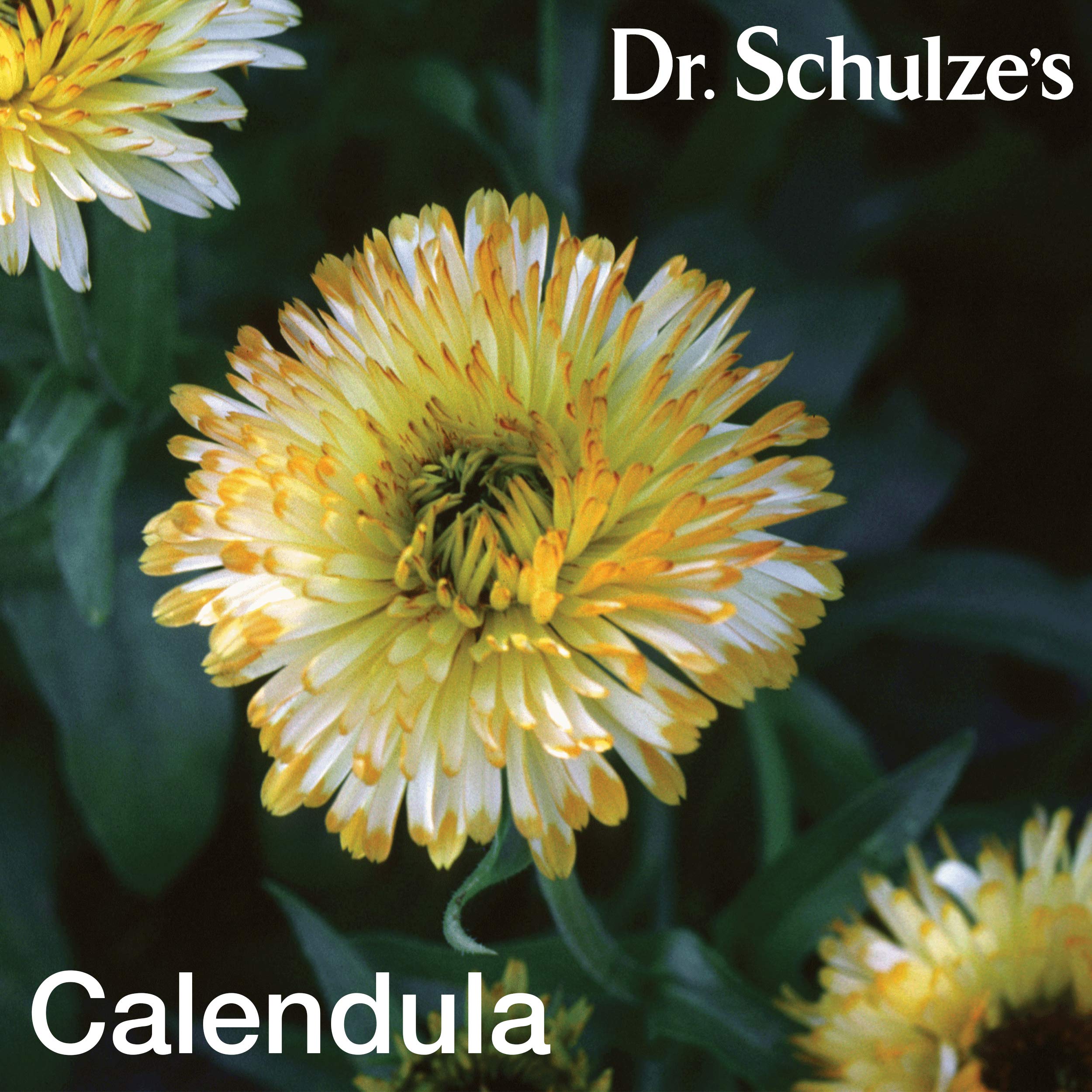 Dr. Schulze's Deep Tissue Oil | Powerful Herbal Support for Muscles, Tendons and Joints Dr. Schulze's buy supplements canada