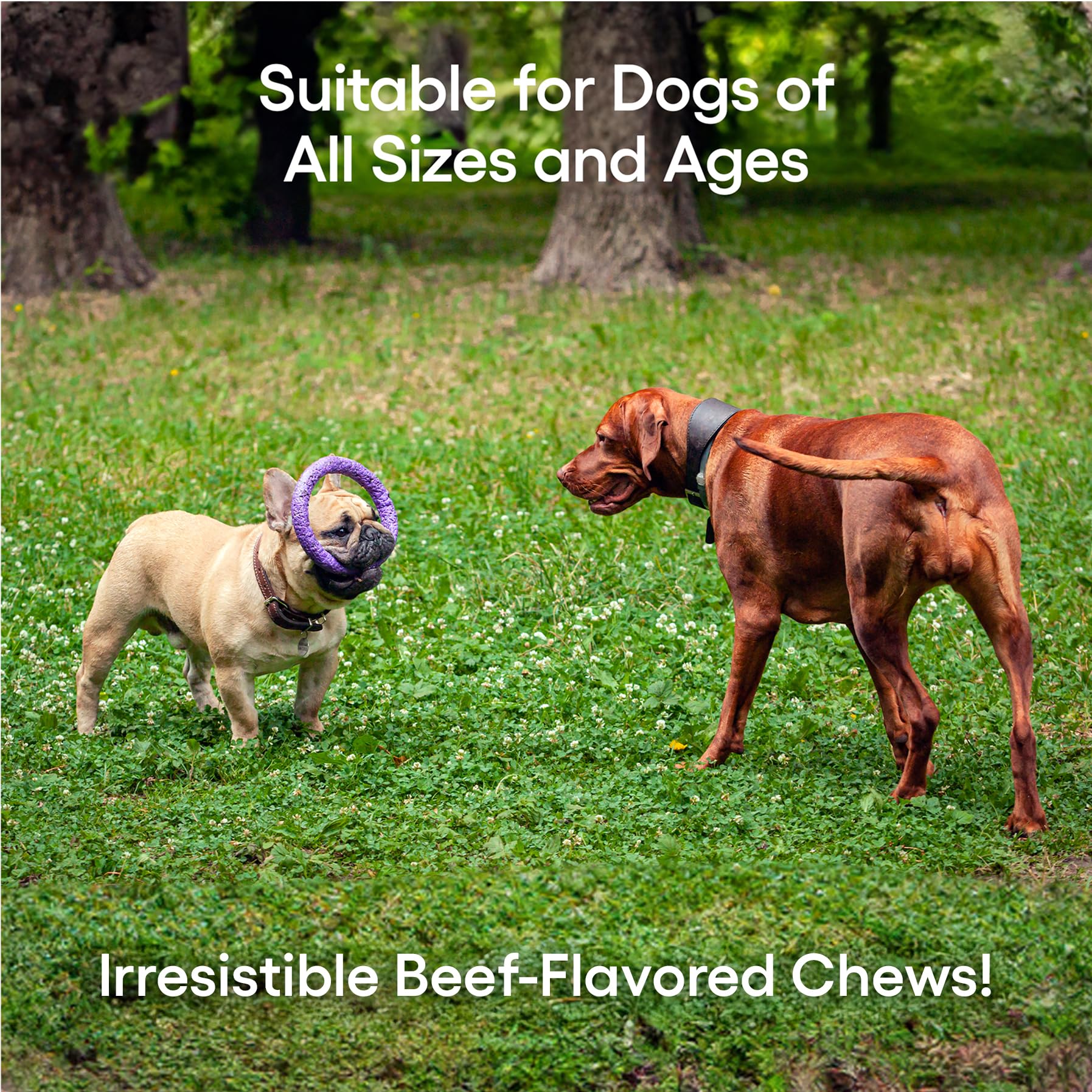 ecoNugenics PectaPaws Chewable Dog Supplements – Beef Flavor, 90 Count – PectaSol Modified Citrus Pectin + Glucosamine HCI for Dogs of All Ages, Supports Mobility, Joints, Immune Function, Pain Relief EcoNugenics buy supplements canada