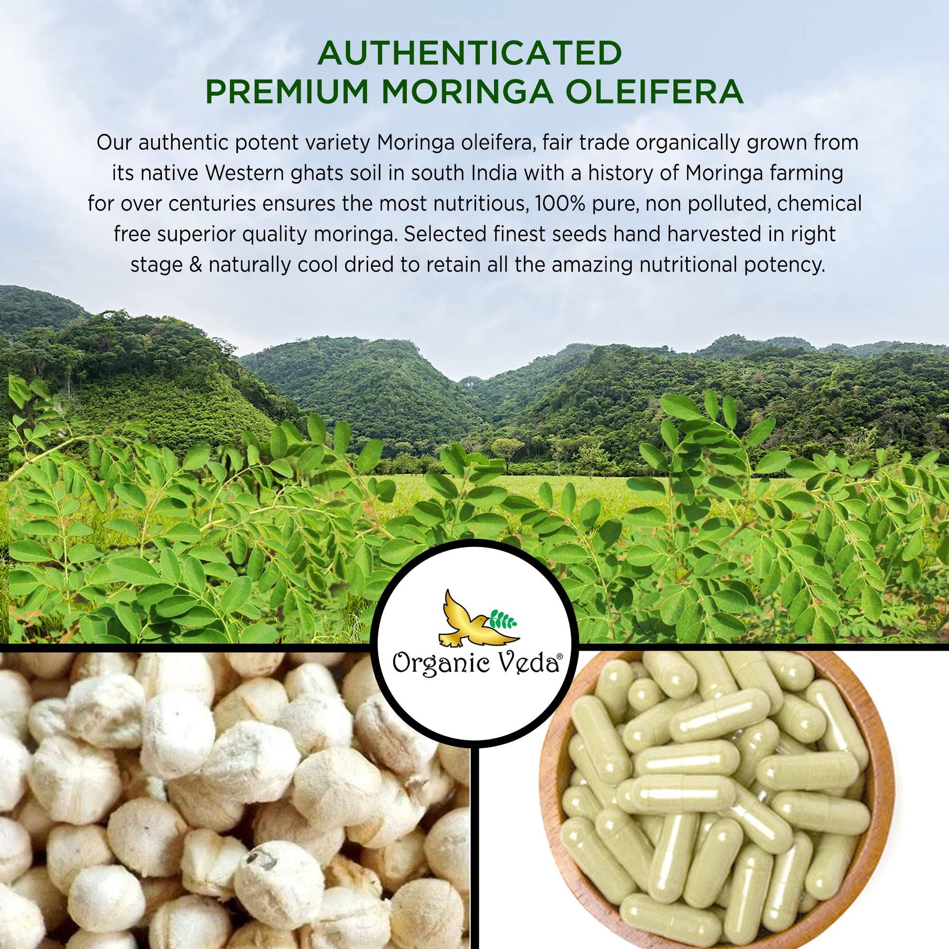 Organic Veda Moringa Seed Capsules - Pure Organic Moringa Capsules Seed Powder Organic Veda buy supplements canada
