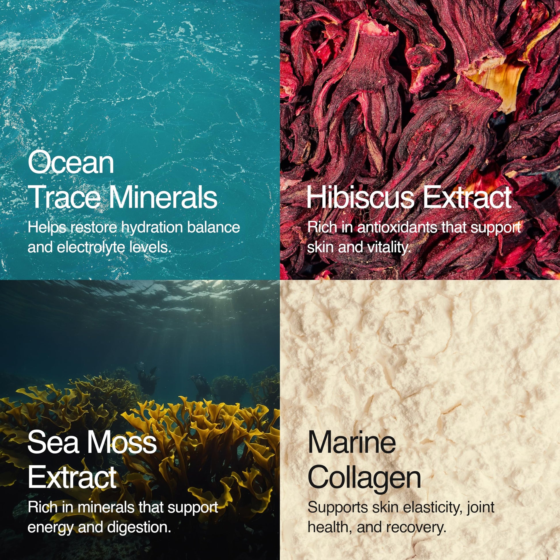 Sea Bloom Labs Marine Collagen Powder Stick Packs with Sea Moss Powder and Electrolytes, Hydration and Beauty Blend - Mango (8-Pack) Sea Bloom Labs buy supplements canada