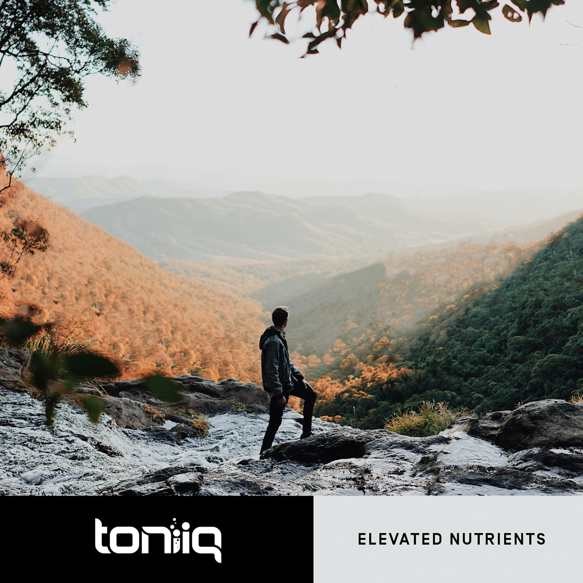 Toniiq 18,000mg 15x Concentrated Artichoke Extract Capsules - Ultra Concentrated Toniiq buy supplements canada