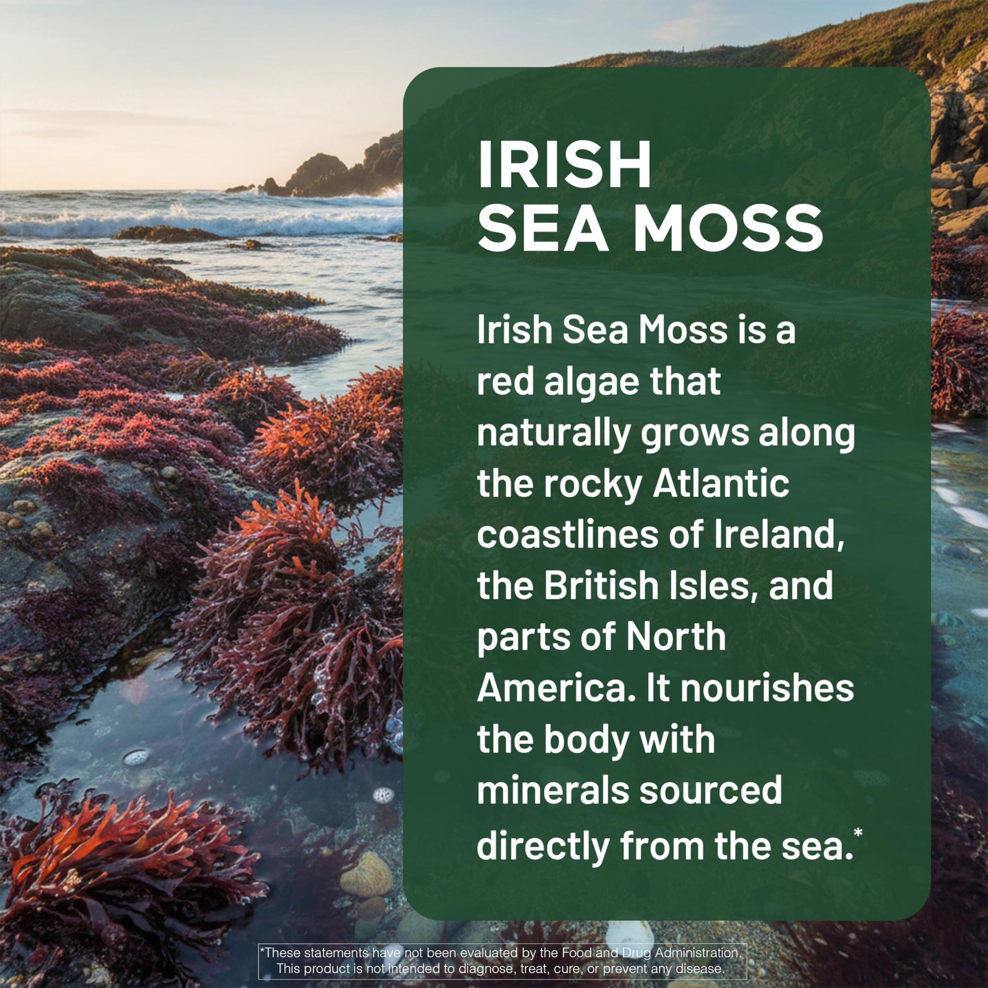 SMARTERNUTRITION Sea Moss Multimineral with Irish Sea Moss with Ashwagandha Bladderwrack Turmeric Zinc Vitamin C Elderberry Dandelion - Non-GMO, USA Manufactured - 60 Capsules[30 Day Supply] SMARTERNUTRITION buy supplements canada